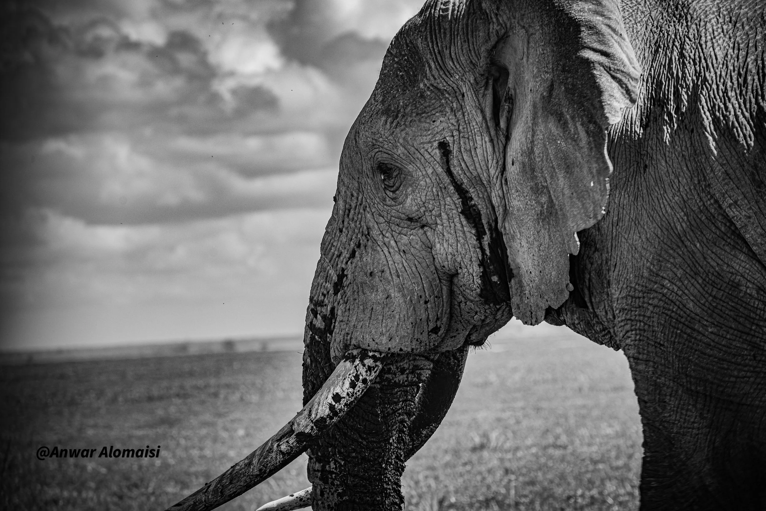 A black and white photo of an elephant standing in a field with a cloudy sky in the background.