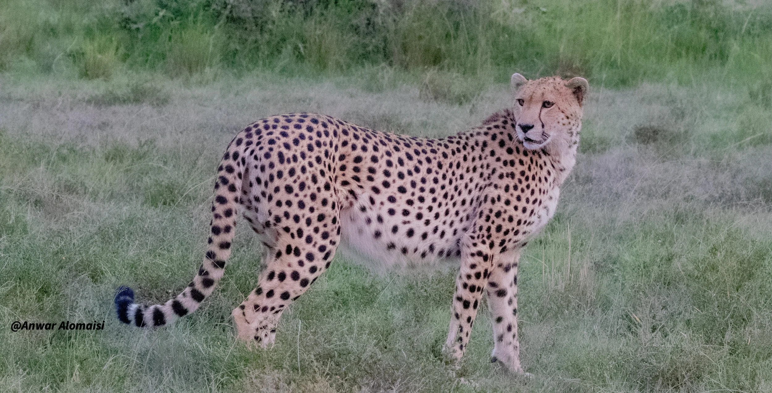  Cheetah standing and looking back.jpg