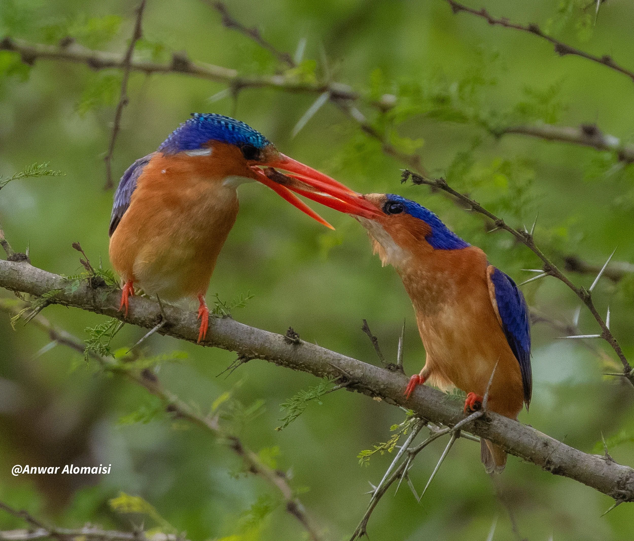 male Kingfisher feeding his wife.jpg