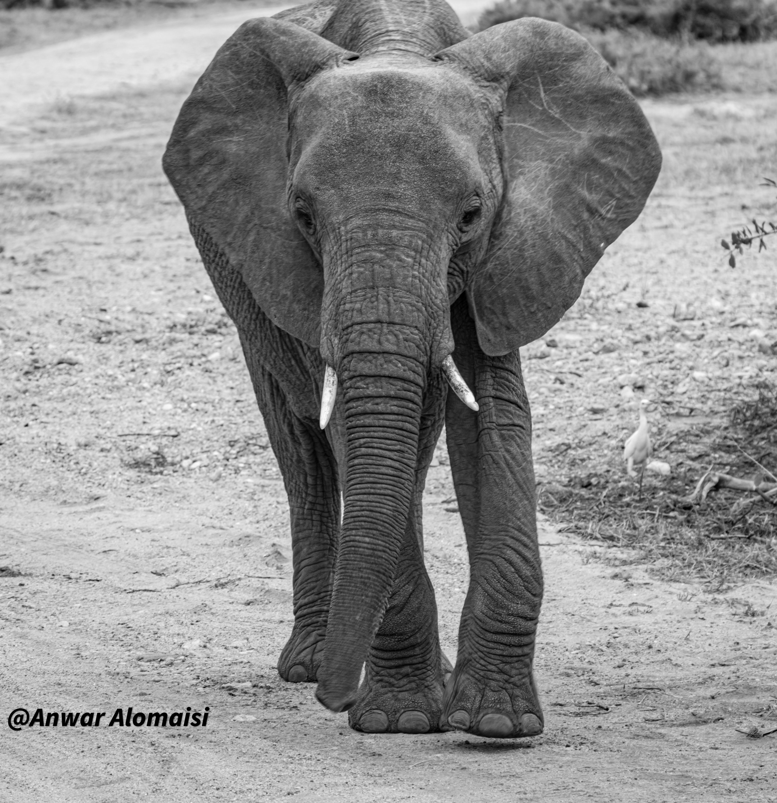 A black and white photo of an elephant walking on a dirt path, with trees and a bird in the background.