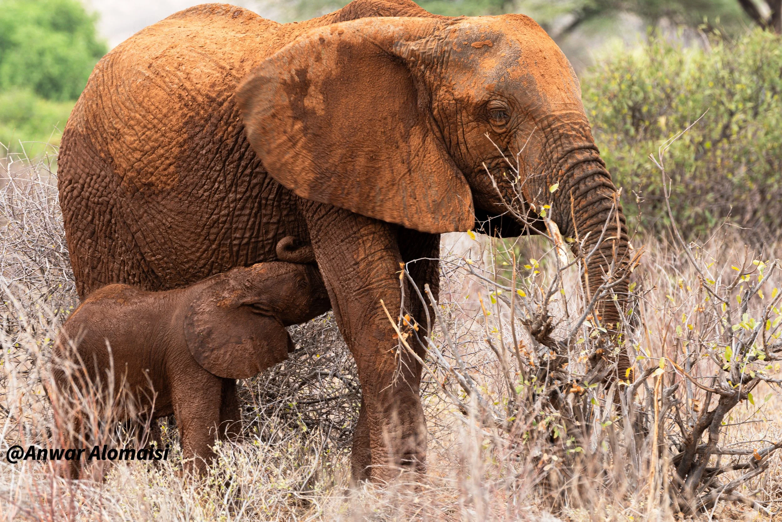 A baby elephant nuzzling under a larger adult elephant in a grassy, bushy landscape.