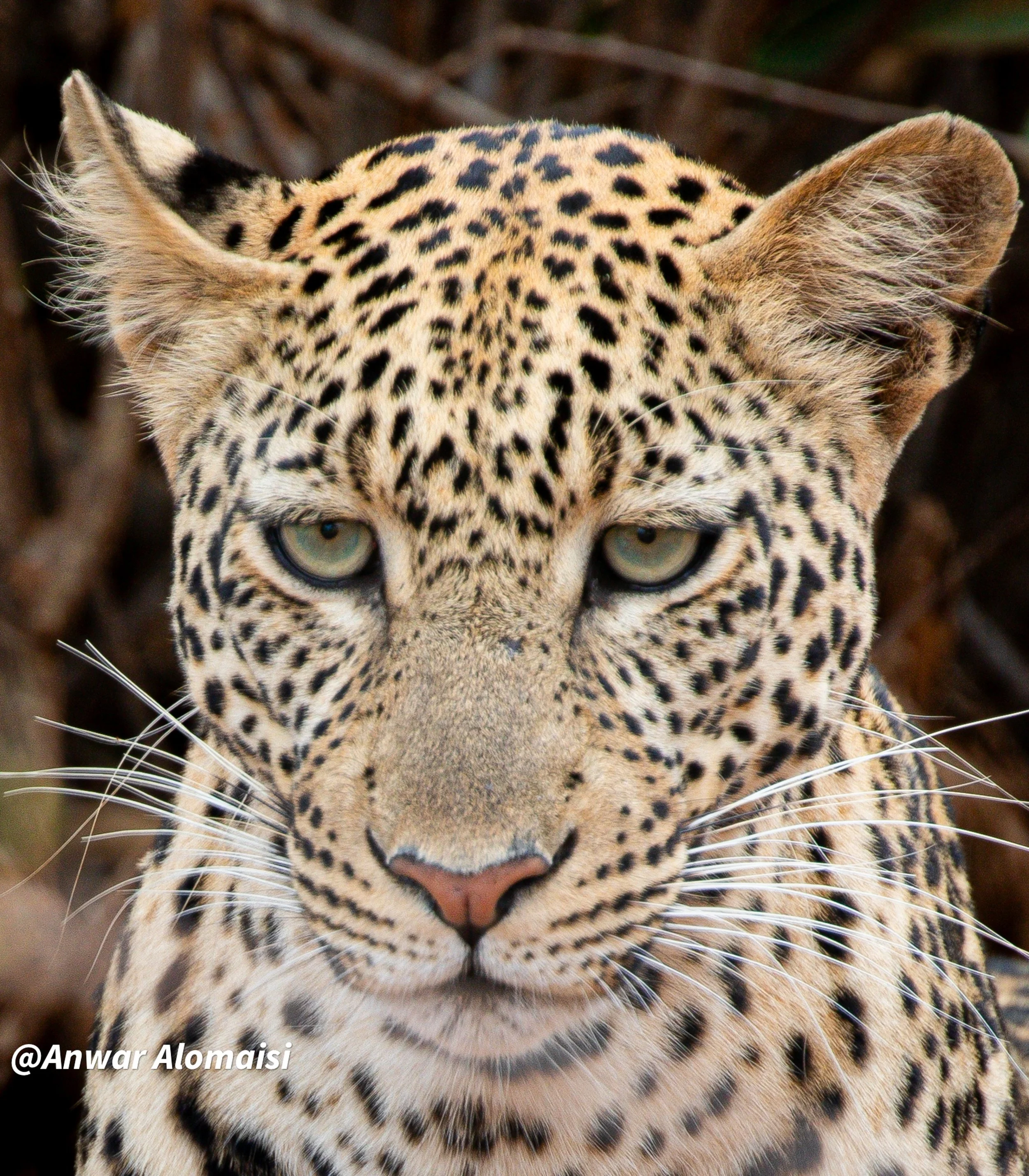 Close-up of a leopard's face showing its yellow eyes, spotted fur, and whiskers.