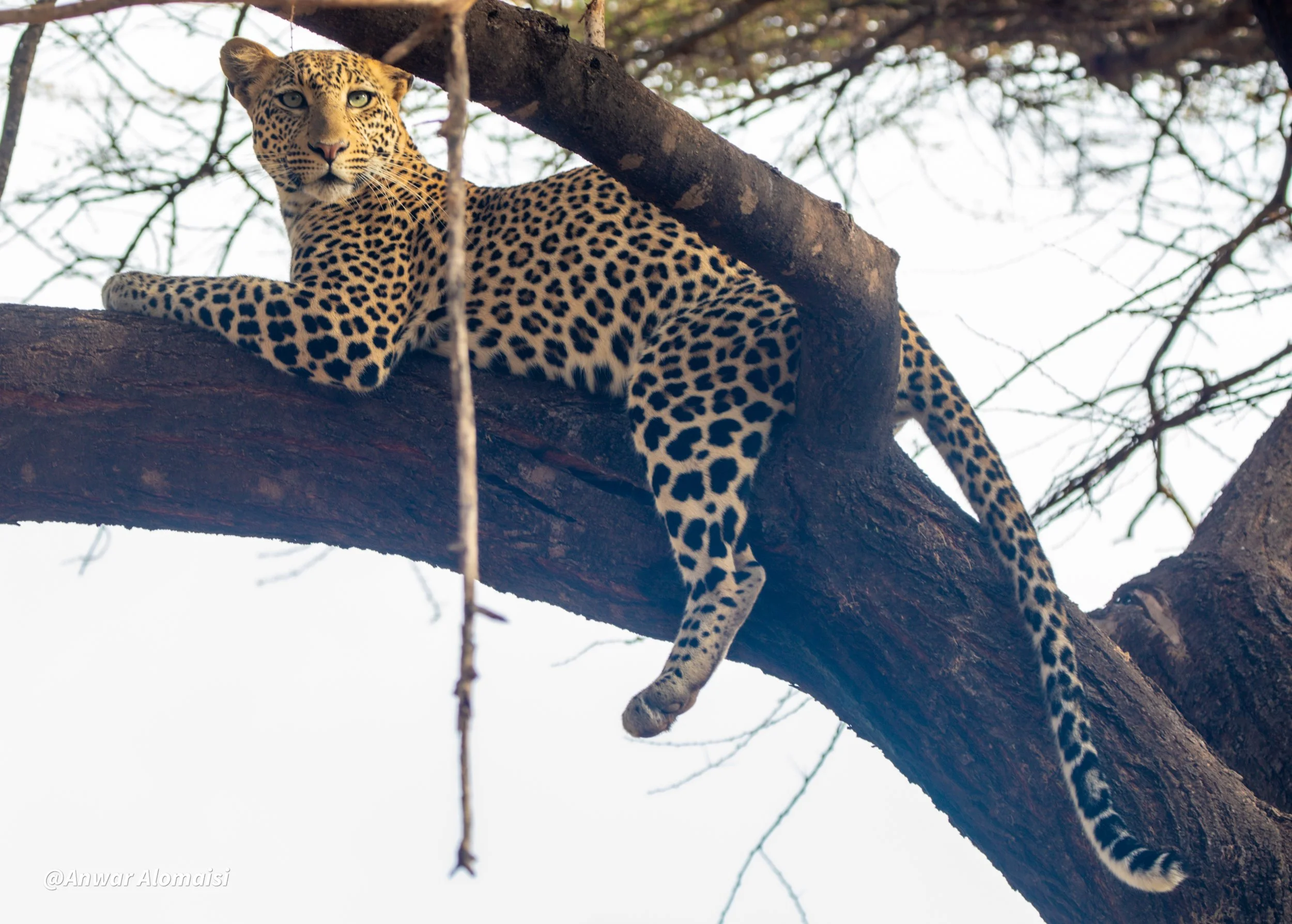 Leopard resting on a tree branch, looking at the camera with a neutral expression.