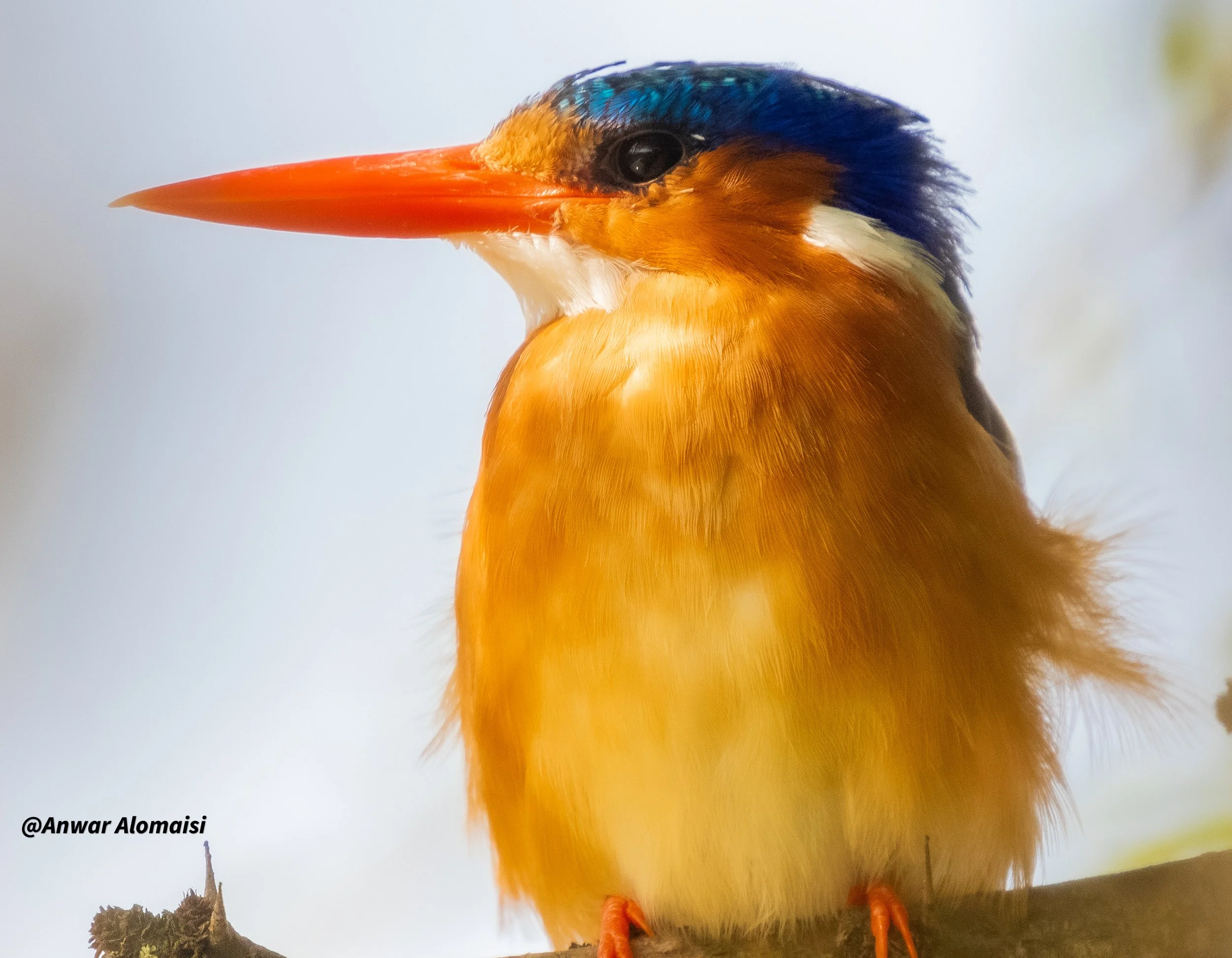 Nice kingfisher  close shot .jpg