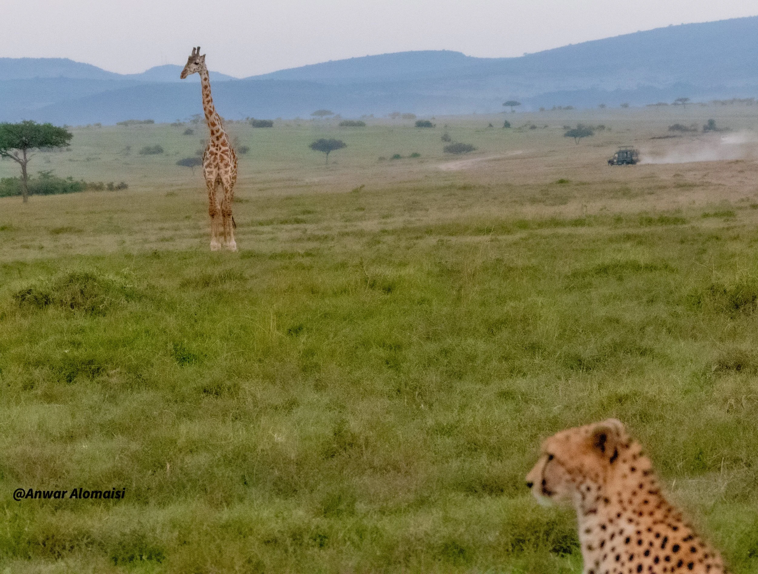  Cheetah and  Giraffe in MAsMra.jpg