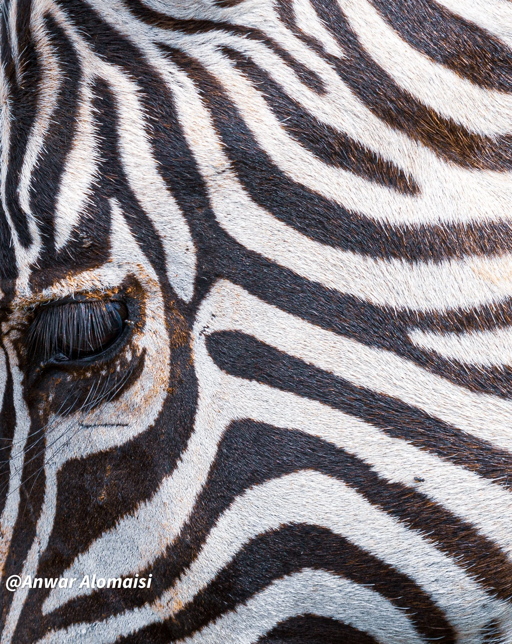 Close-up of a zebra's face, showing its black and white striped pattern and part of its eye.