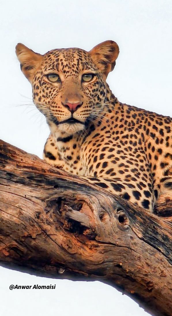 Close-up of a leopard resting on a tree branch, looking directly at the camera, with a light background.