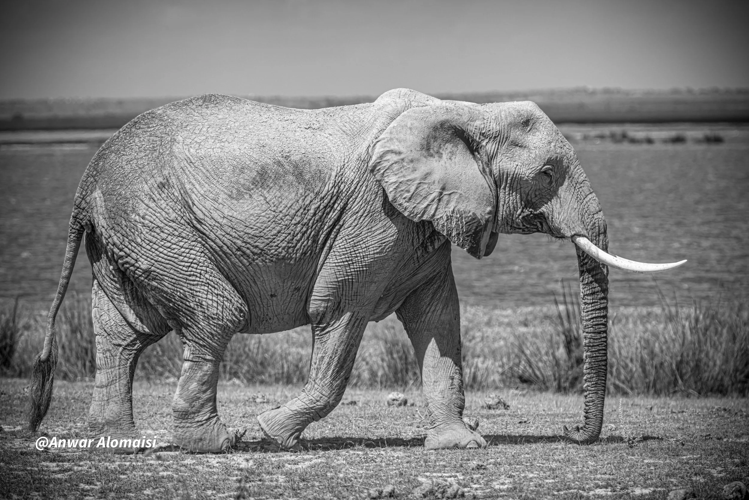 Black and white photograph of an adult elephant walking in a natural landscape near water, with its trunk hanging down and ears slightly extended.