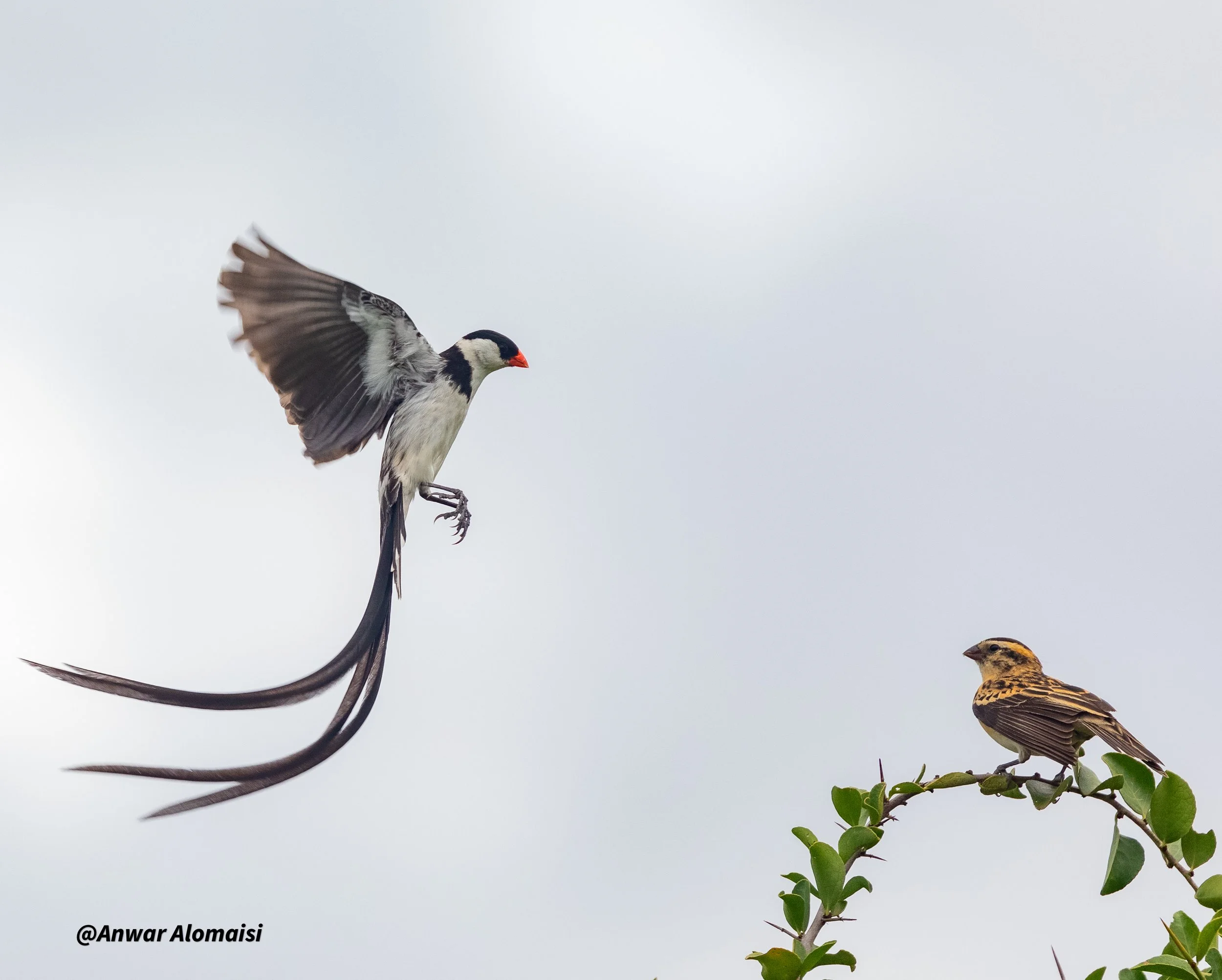 A bird in flight with long tail feathers and black and white markings approaching a perched small brown songbird on a leafy branch against a cloudy sky.