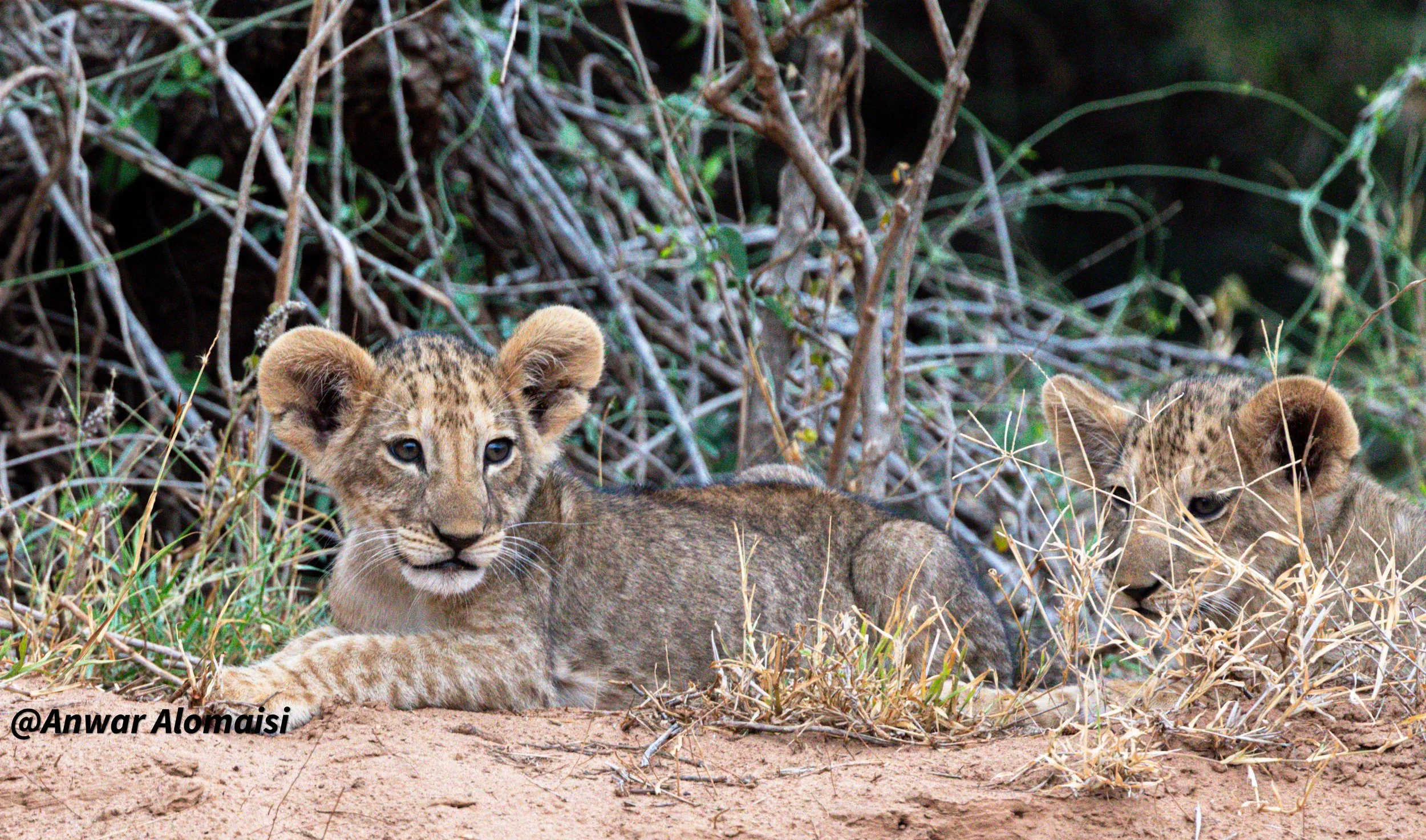 Two young lion cubs lying on dry grass amidst bushes and twigs in a natural habitat.