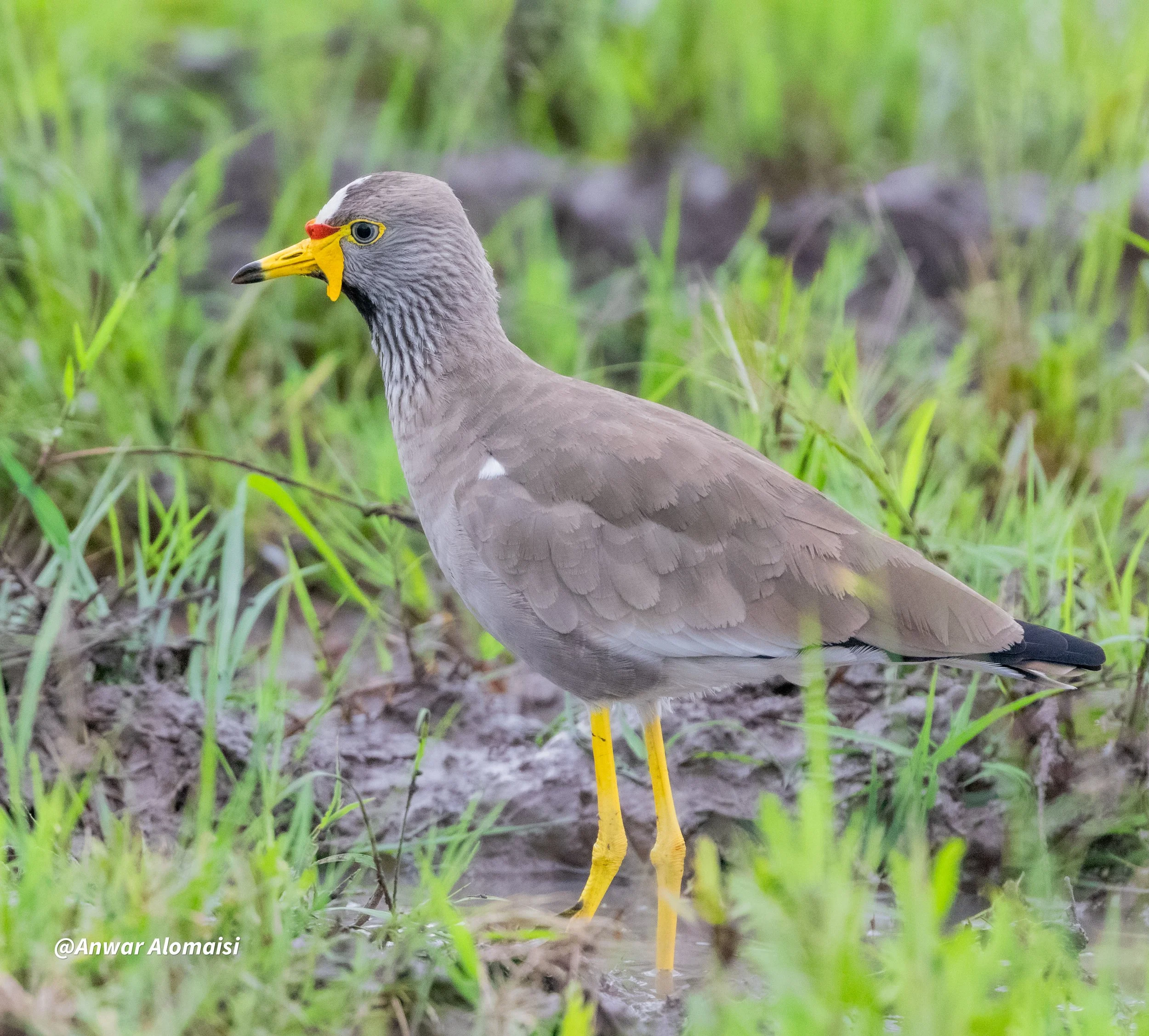 African Wattled Lapwing.jpg