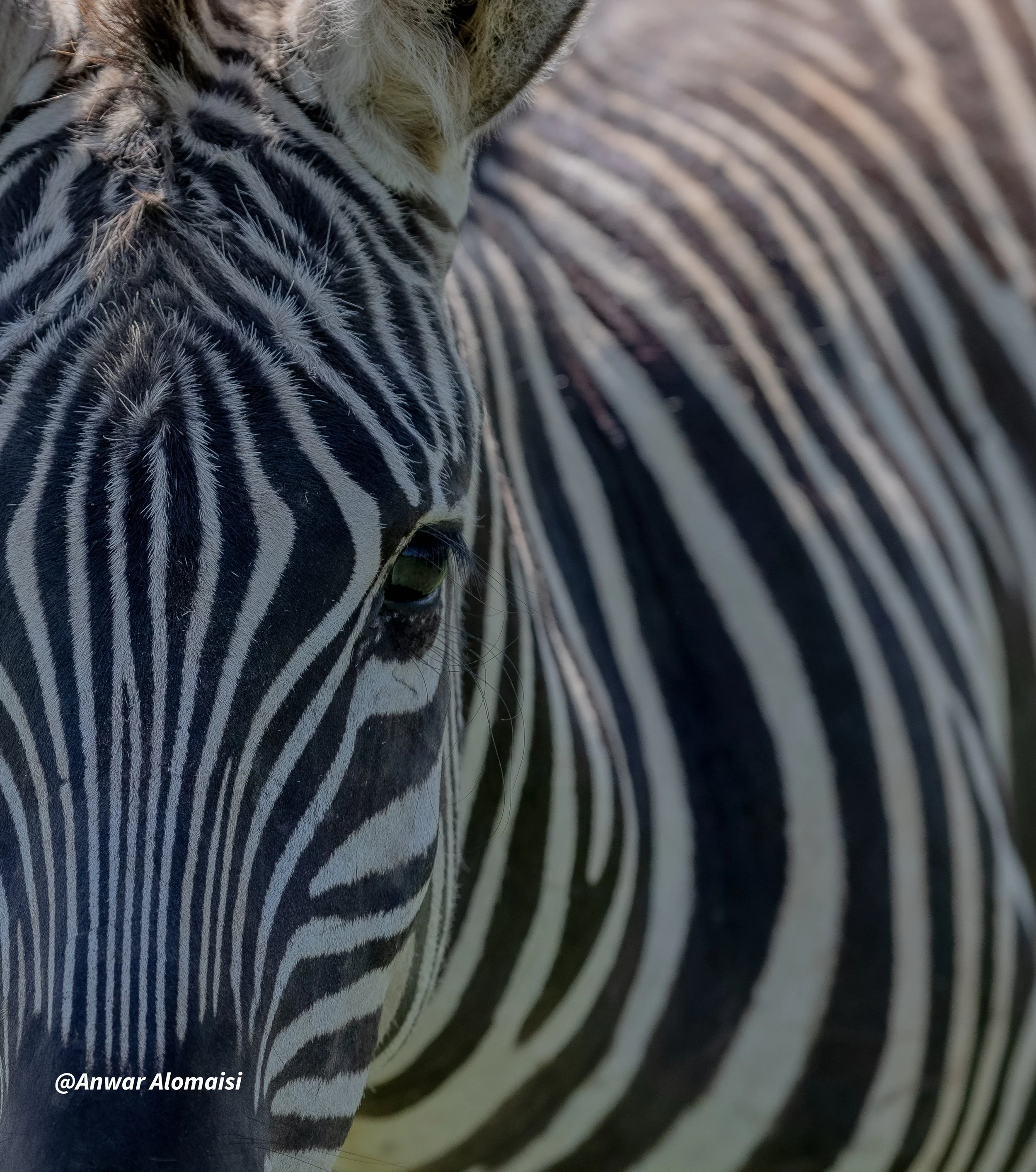Close-up of a zebra's face and stripes on its body.