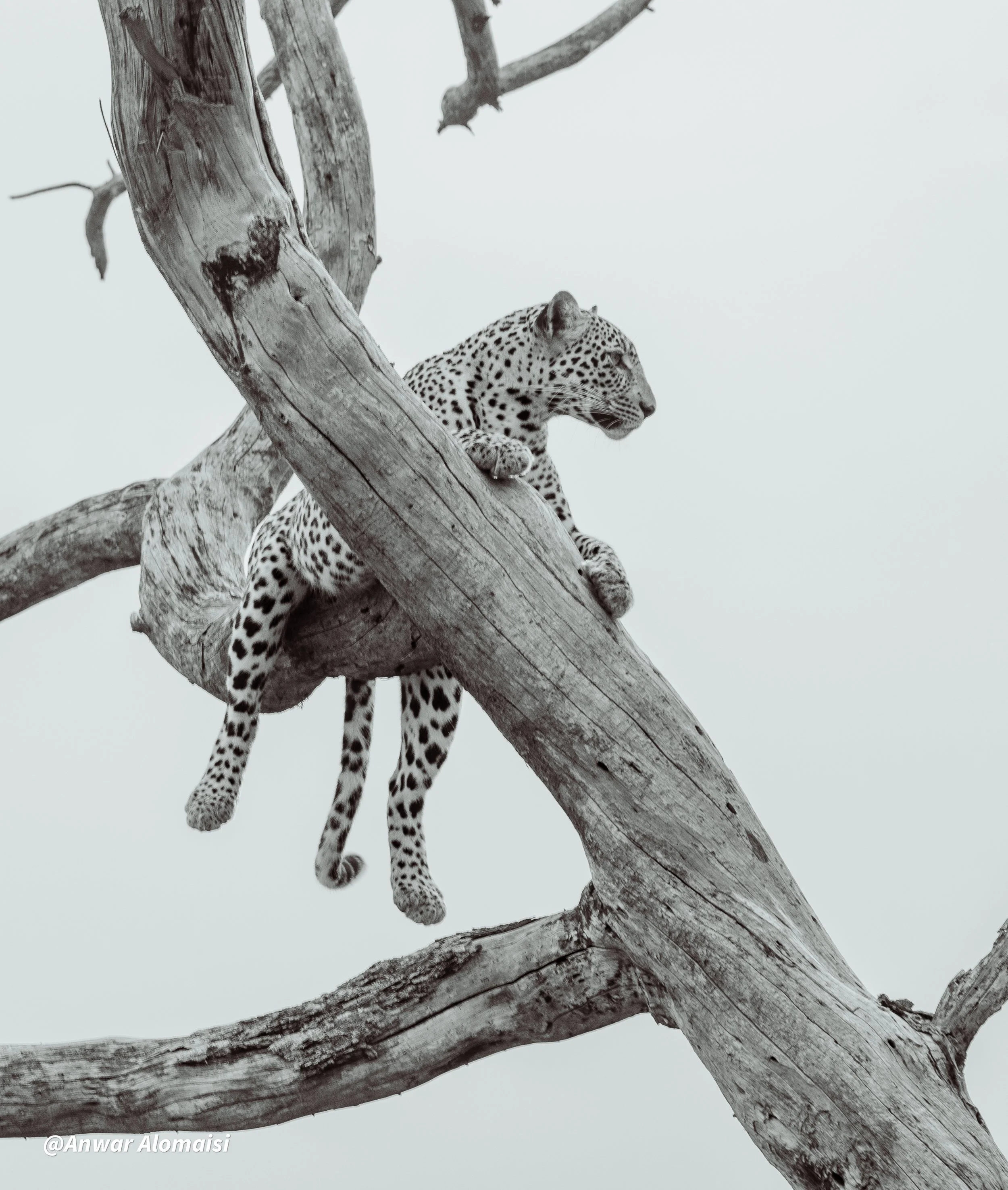 Black and white photograph of a leopard resting on a large, twisted tree branch with a minimal background.