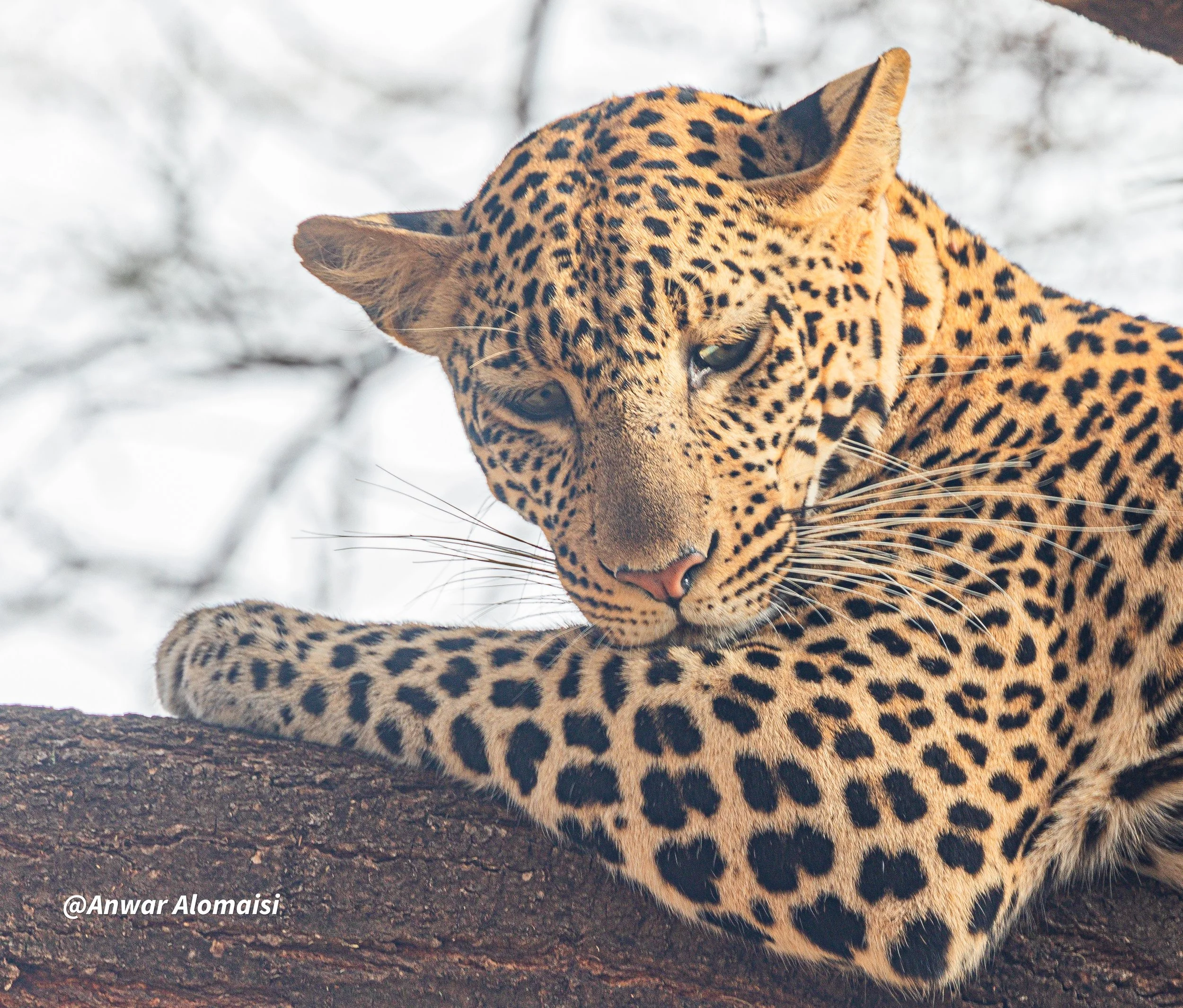 A leopard lying on a tree branch with a blurred background of sky and tree branches.