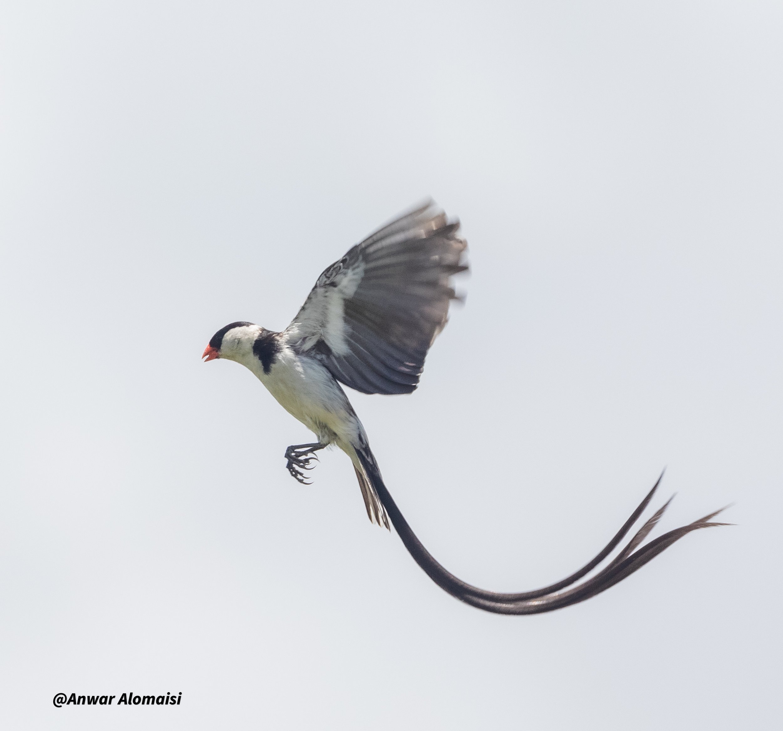 A bird with long tail feathers flying against a pale sky.