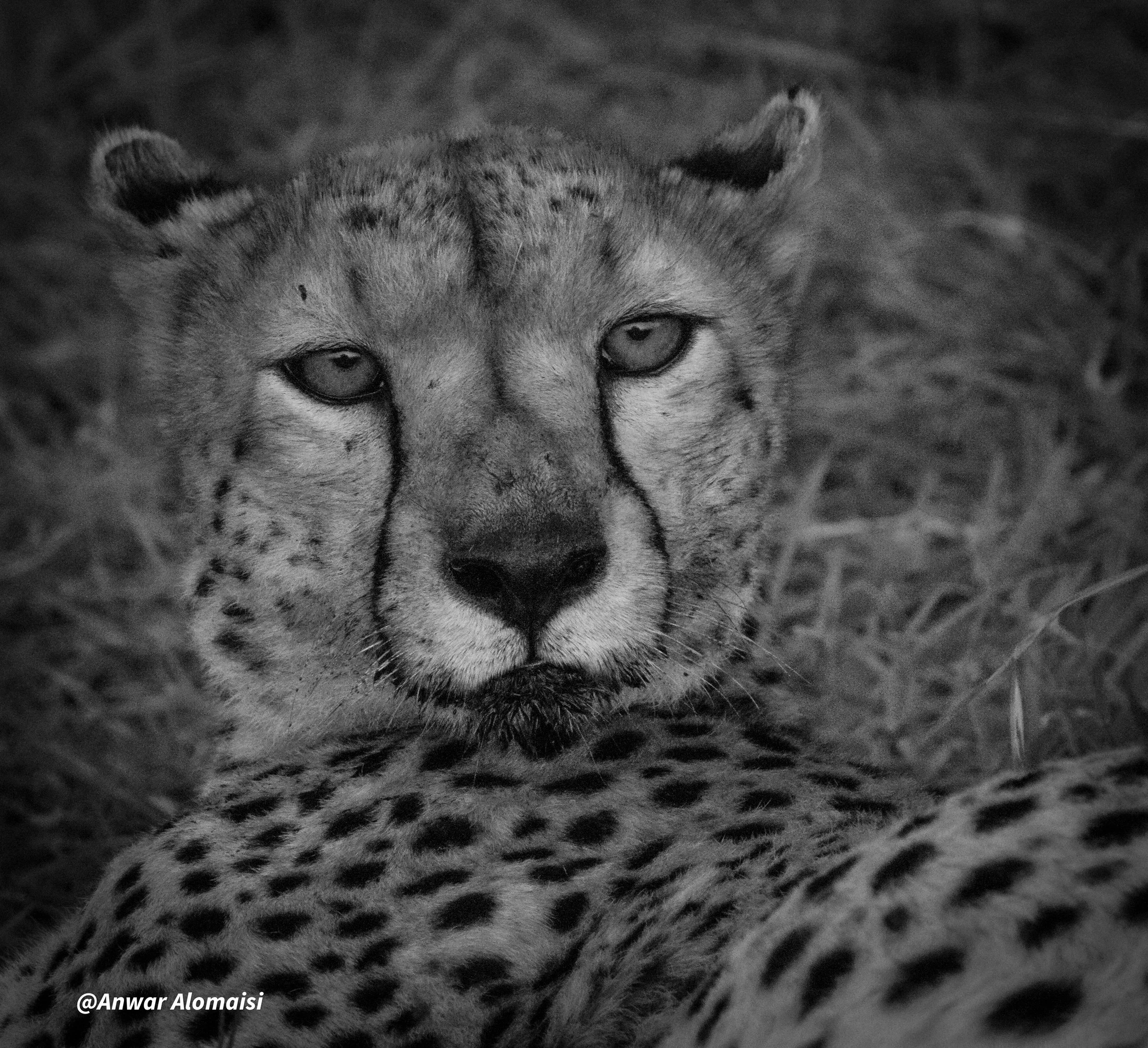 B_W a cheetah clos up .jpg