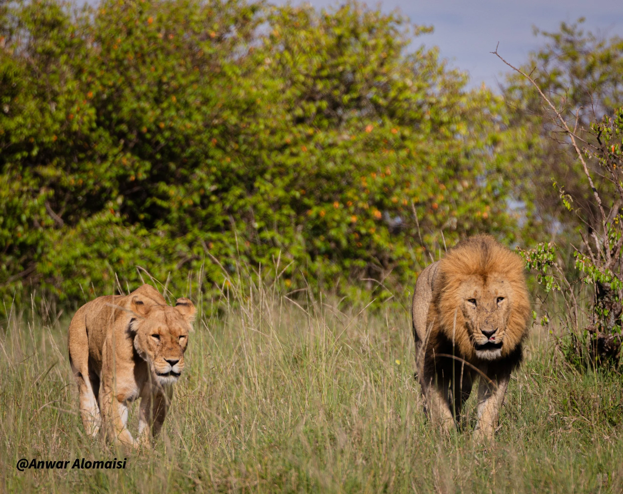 Two lions, a male and a female, walking through tall grass on a sunny day with green trees in the background.