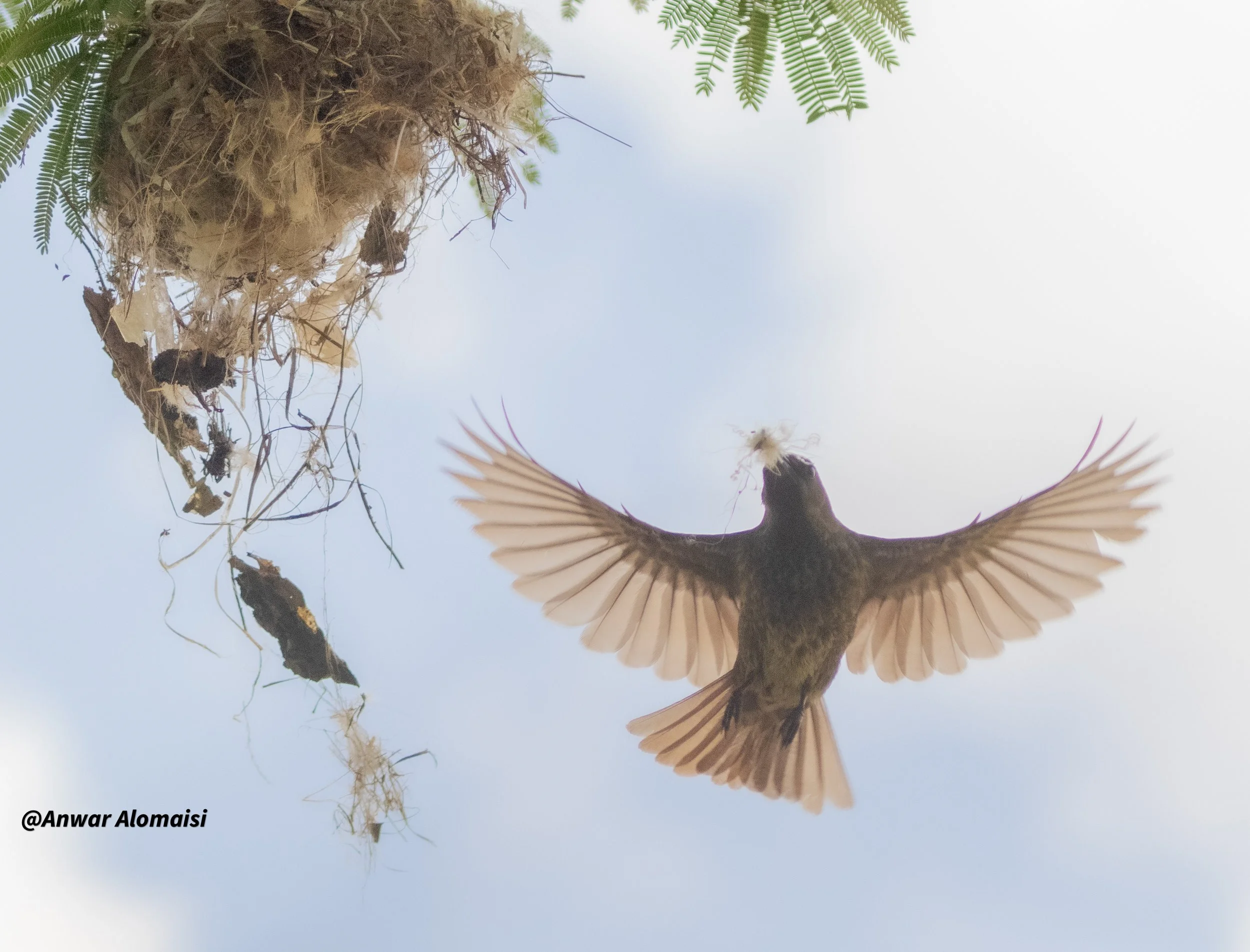 Sunbird budling a nest.jpg