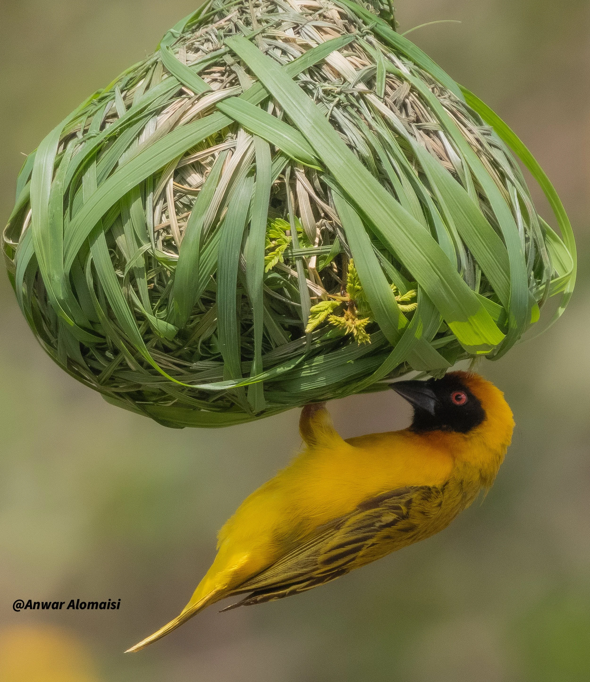 Yelwo bird bulding a nest.jpg