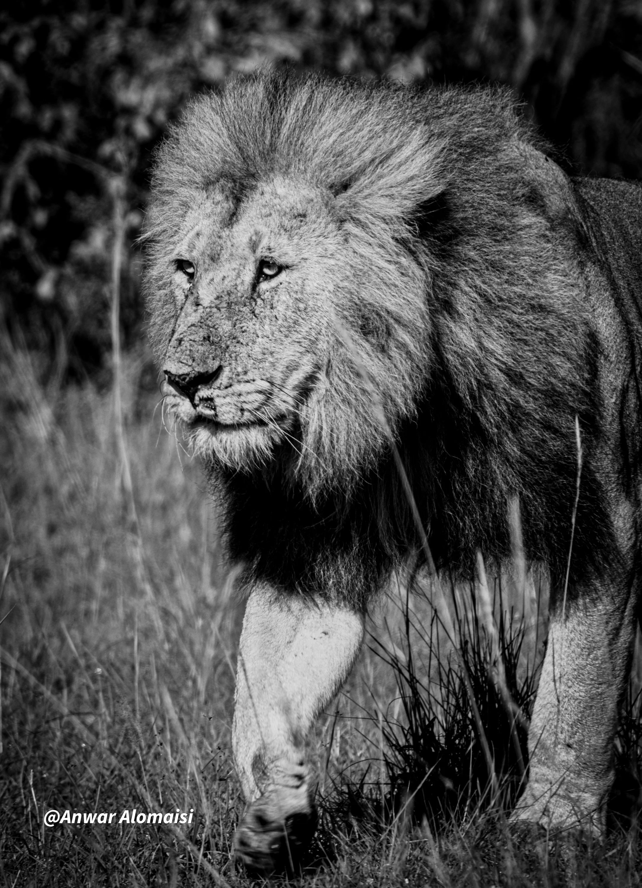 B_W The king walking1.jpg