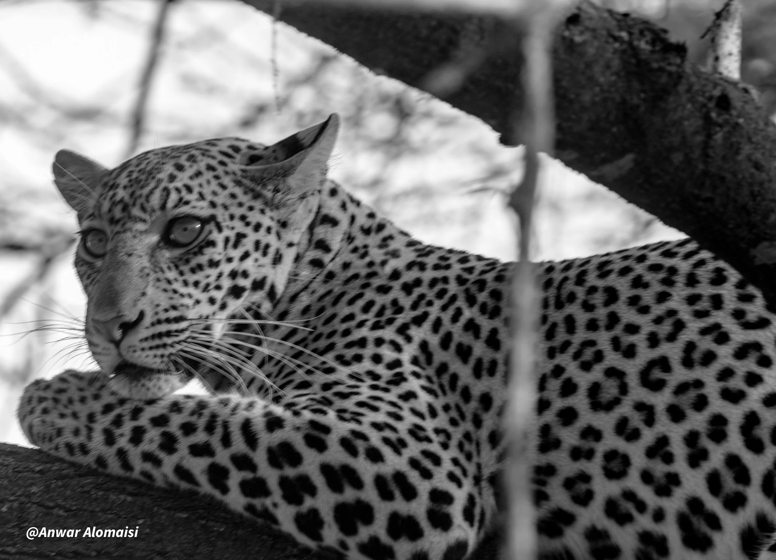 A black and white photograph of a leopard resting on a tree branch, looking to the side with intense eyes.