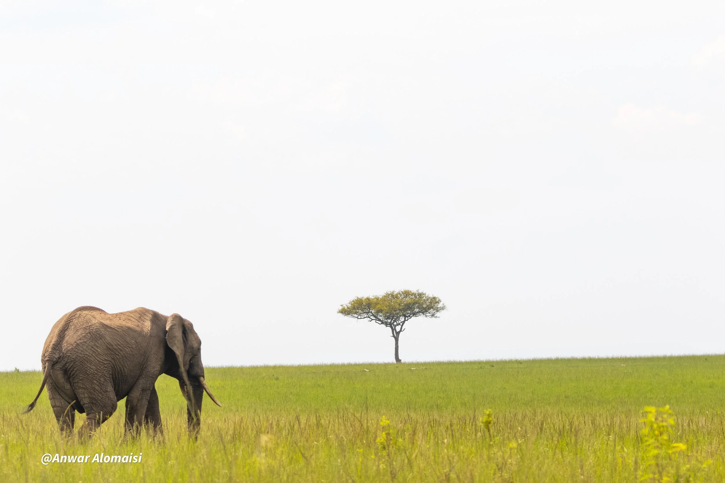An elephant walking across a grassy plain with a single tree in the distance under a partly cloudy sky.