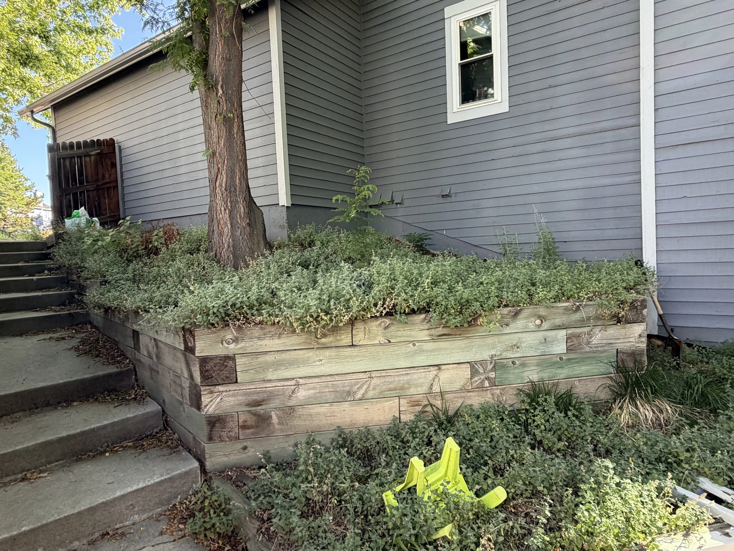 Before: Raised landscape bed heavily covered with overgrown groundcover and weeds, obscuring the soil and spreading over the retaining-wall edge.