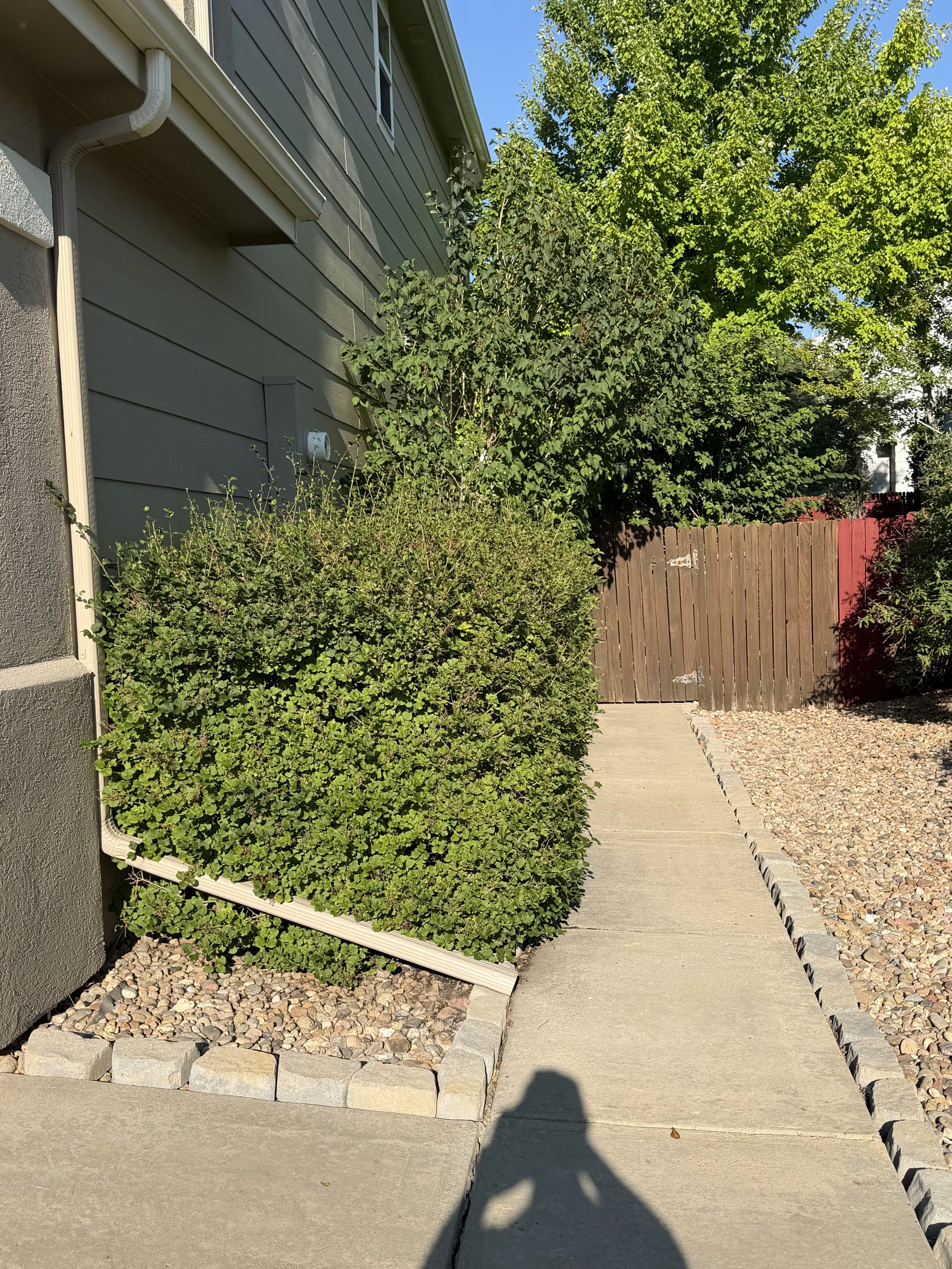 Before: Overgrown shrubs were trimmed and shaped to improve curb appeal, open the walkways, and give the landscape a cleaner, more maintained appearance.
