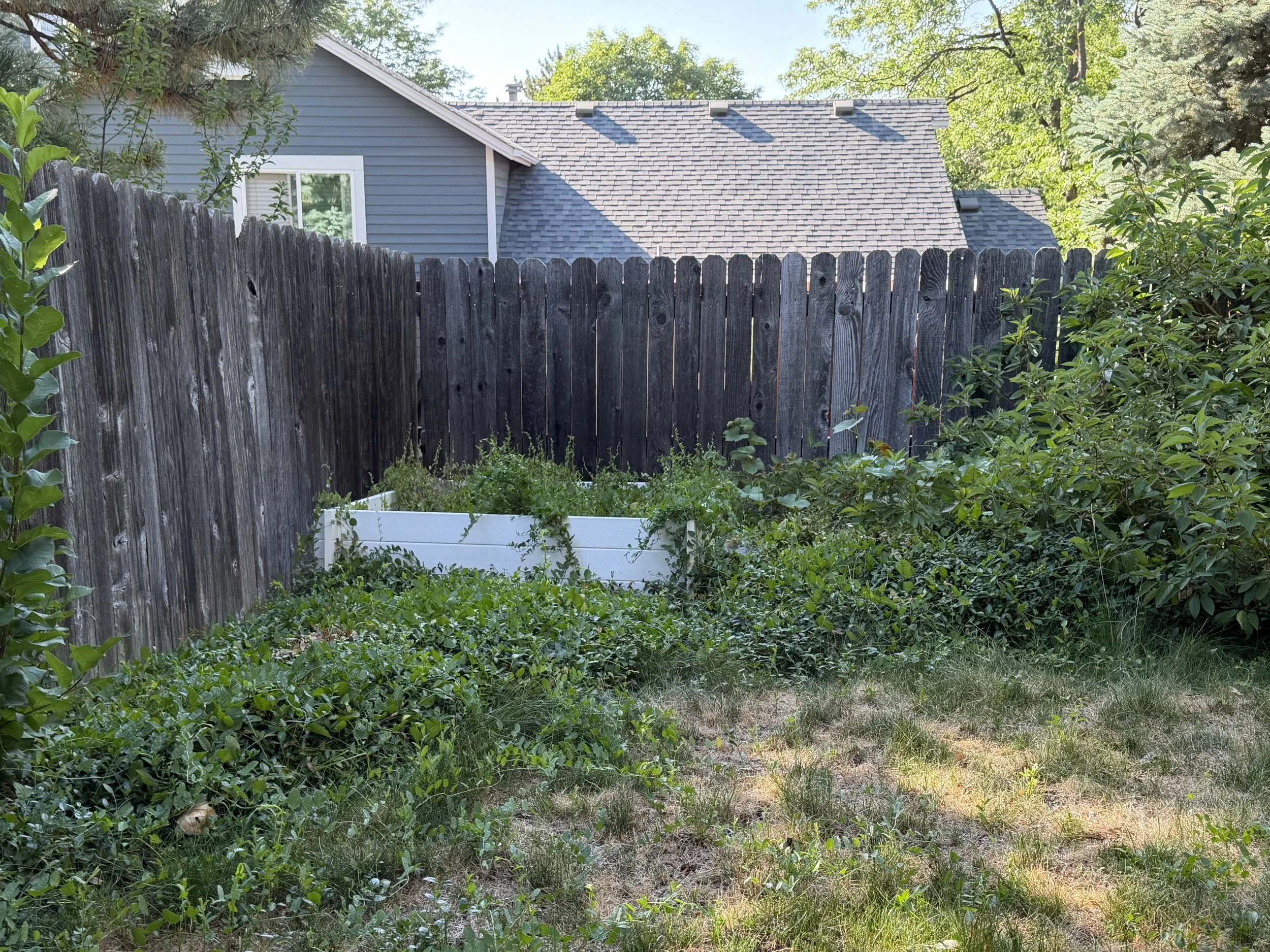Before: Overgrown groundcover was cut back to restore access and uncover the raised garden bed.