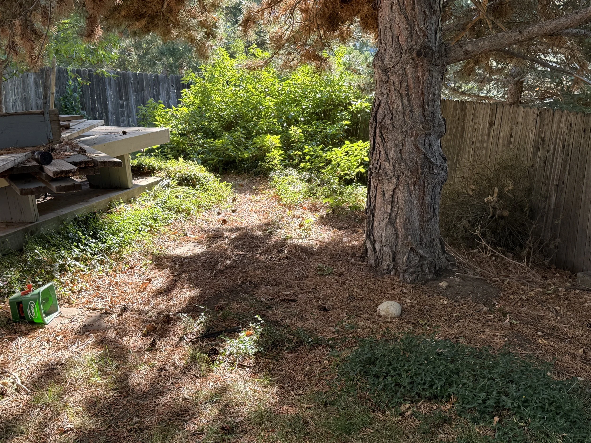 Before: Overgrown vegetation and pine needles were cleared to reopen the pathway and restore the landscaped area beneath the mature pine.
