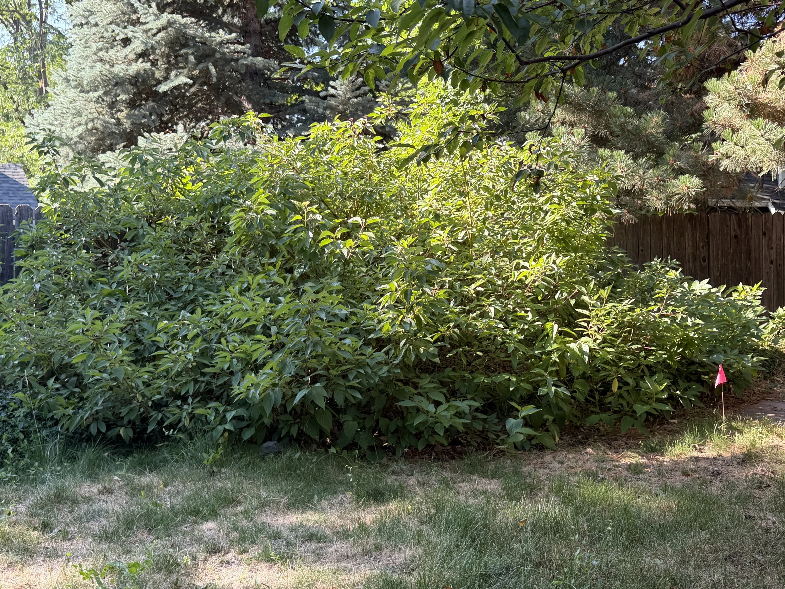 Before: Overgrown shrubs were removed to reclaim the lawn, reopen the pathway, and create a clean mulched planting area.