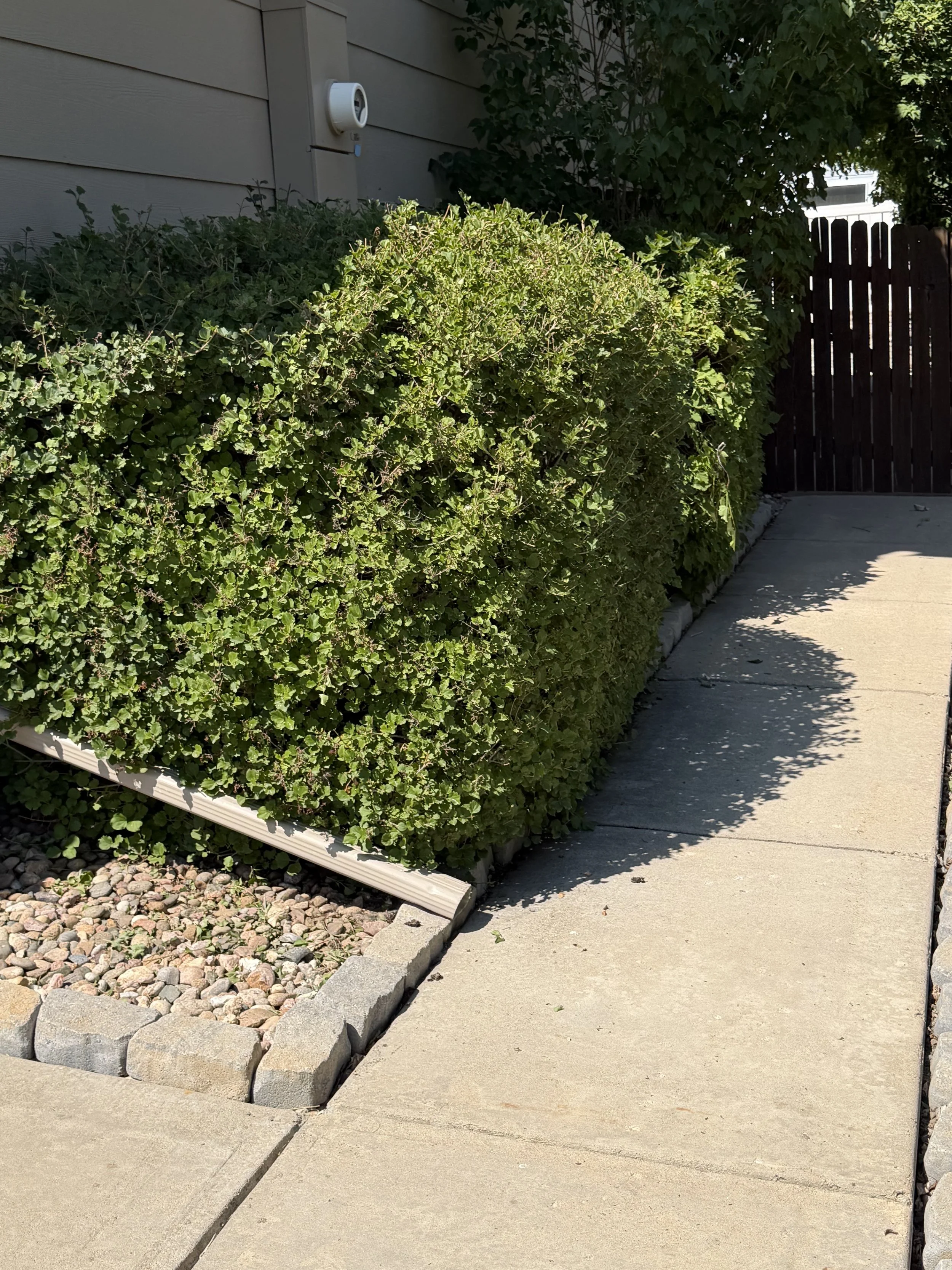 After: Overgrown shrubs were trimmed and shaped to improve curb appeal, open the walkways, and give the landscape a cleaner, more maintained appearance.