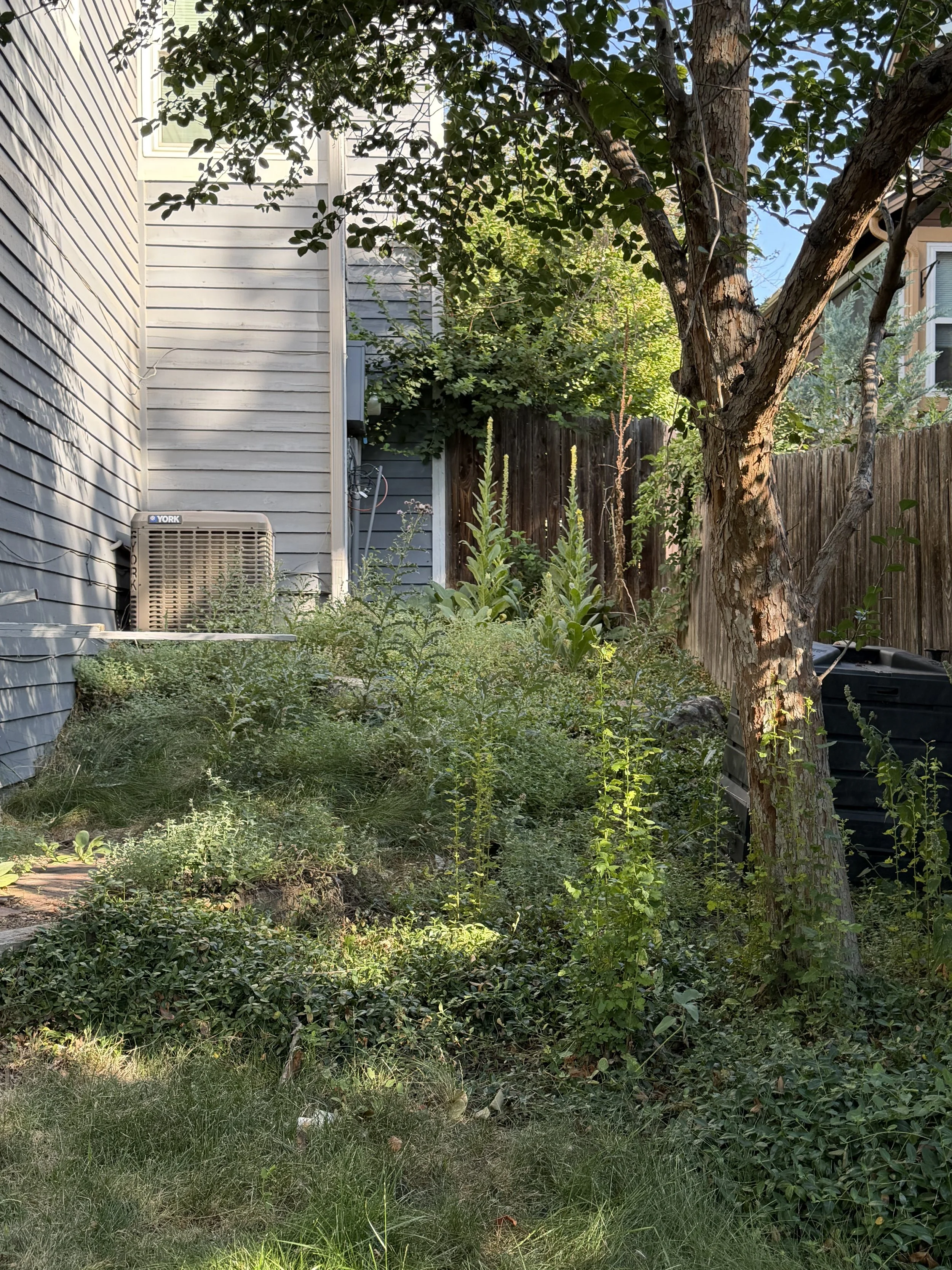 Before: Heavy weeds and groundcover had spread throughout this side-yard planting area.