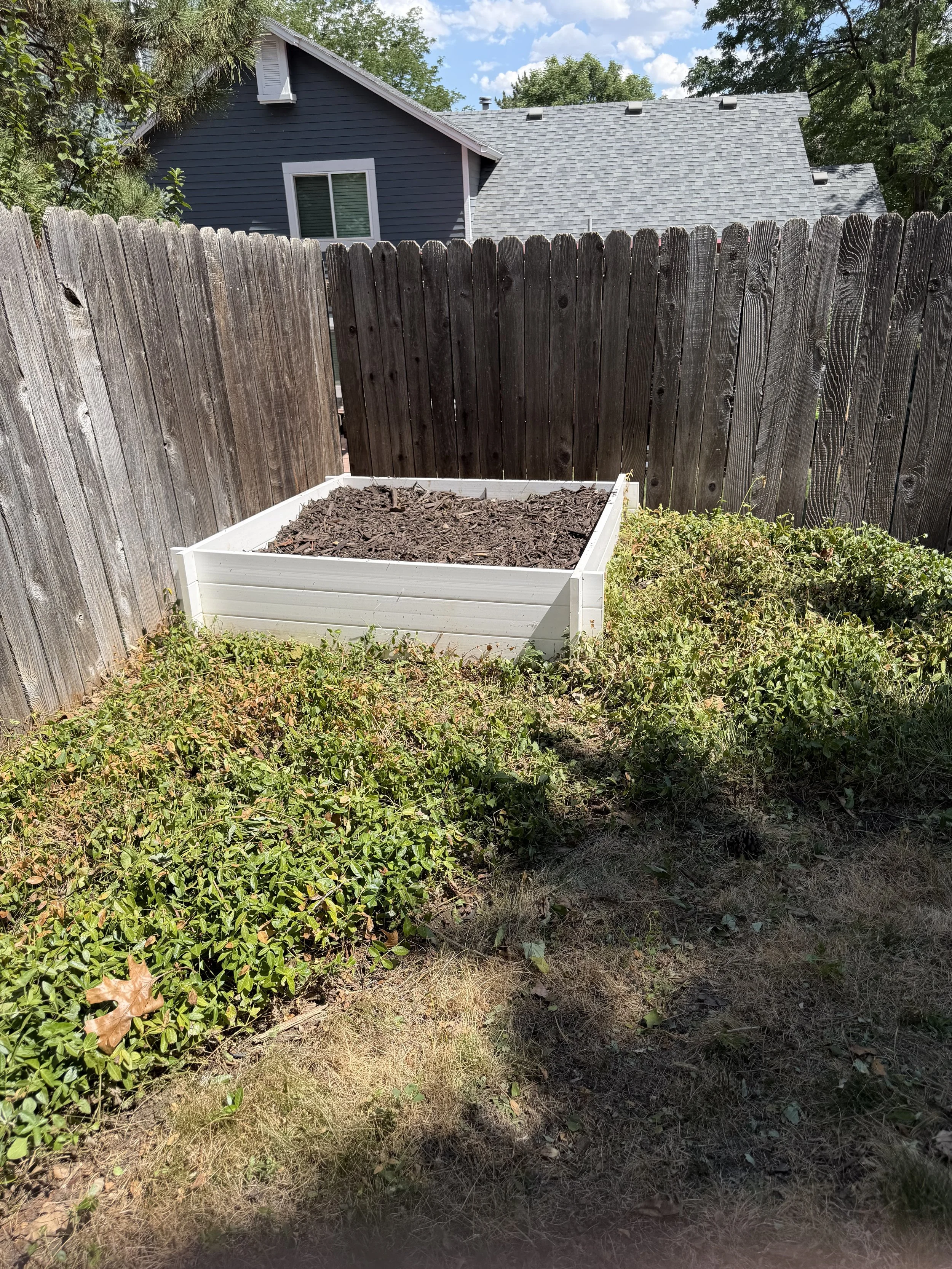 After: Overgrown groundcover was cut back to restore access and uncover the raised garden bed.