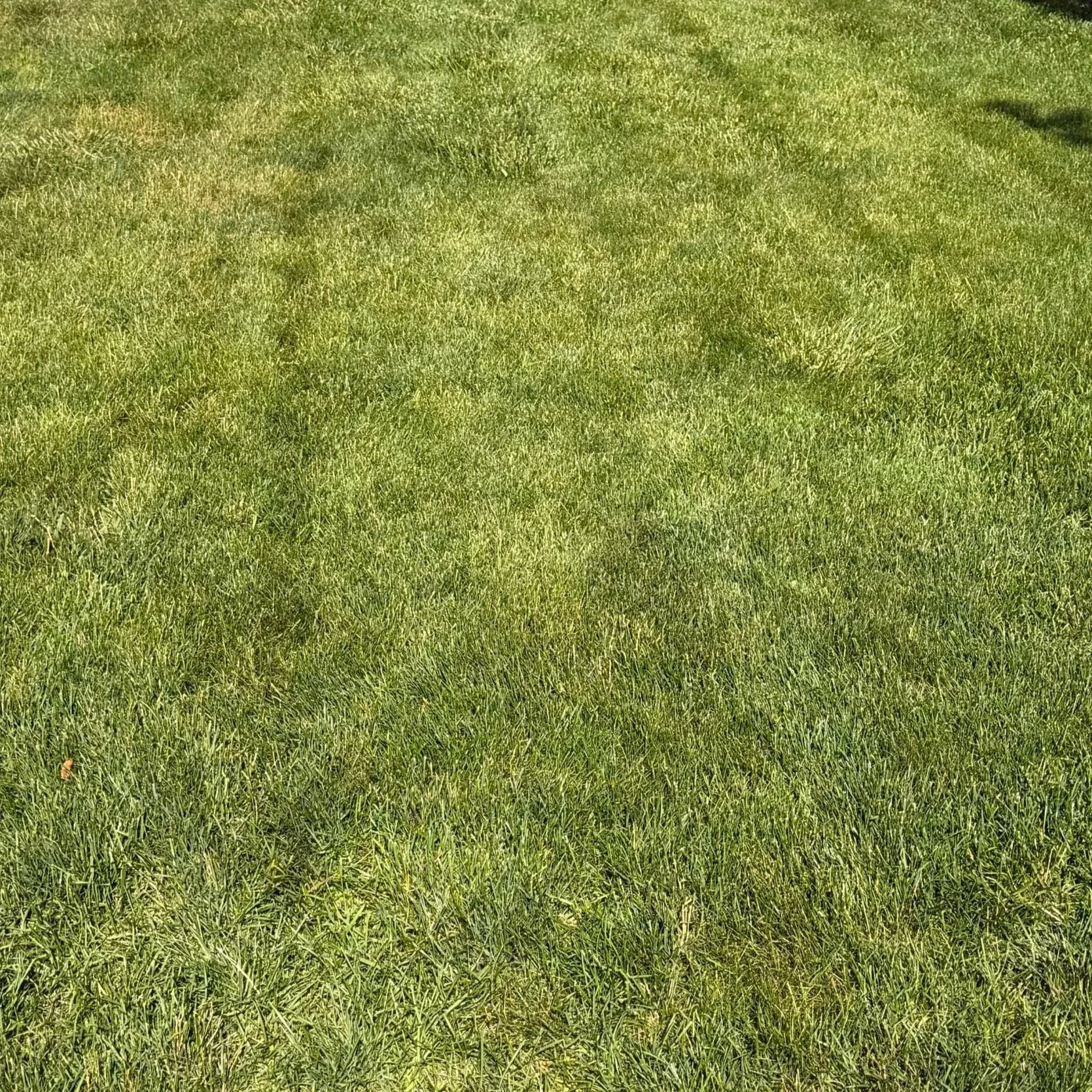 Lawn Mowing & Edging