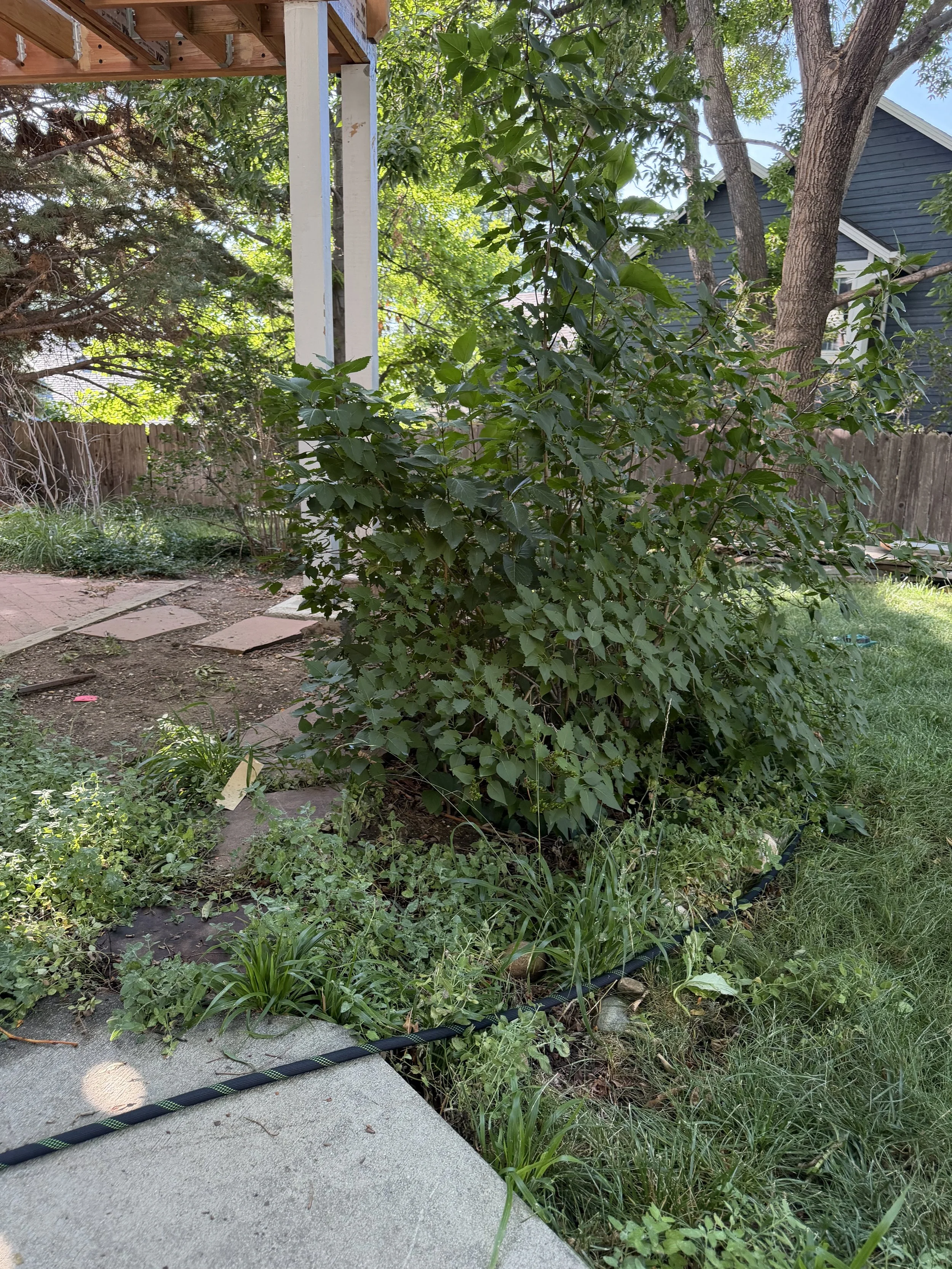 Before: Overgrown landscape bed with dense weeds and spreading groundcover surrounding the established shrub, extending into the lawn and walkway.
