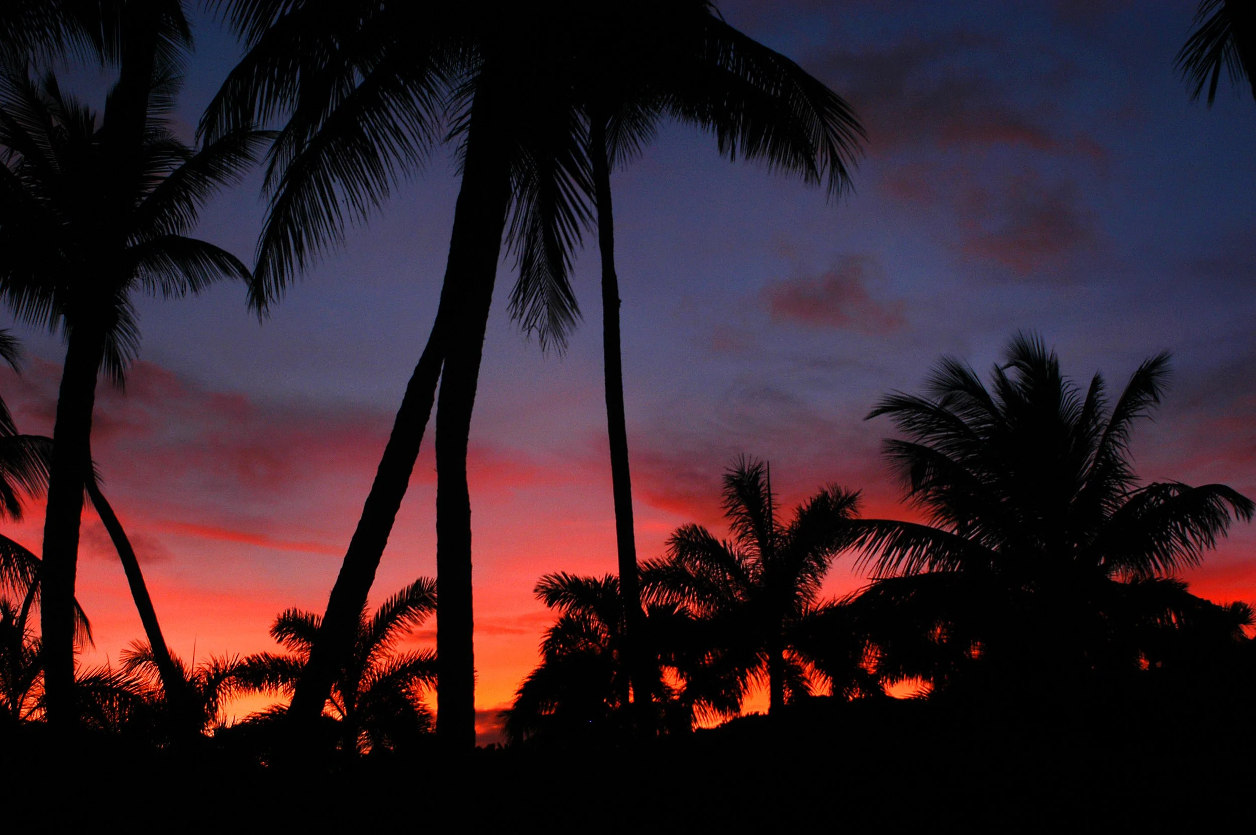 Palm Silhouette.jpg