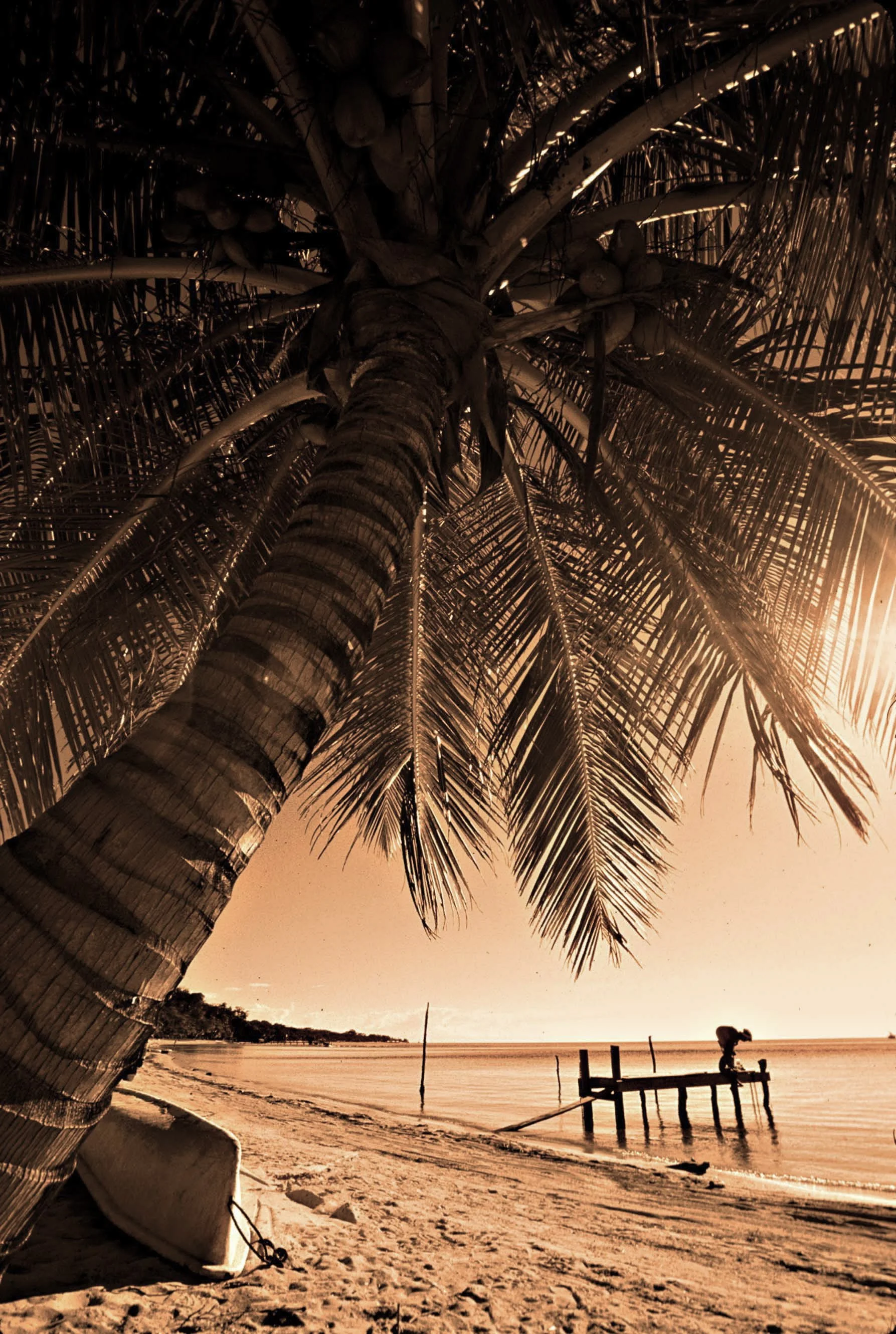 Honduran Palm Tree Sepia Tone j.jpg