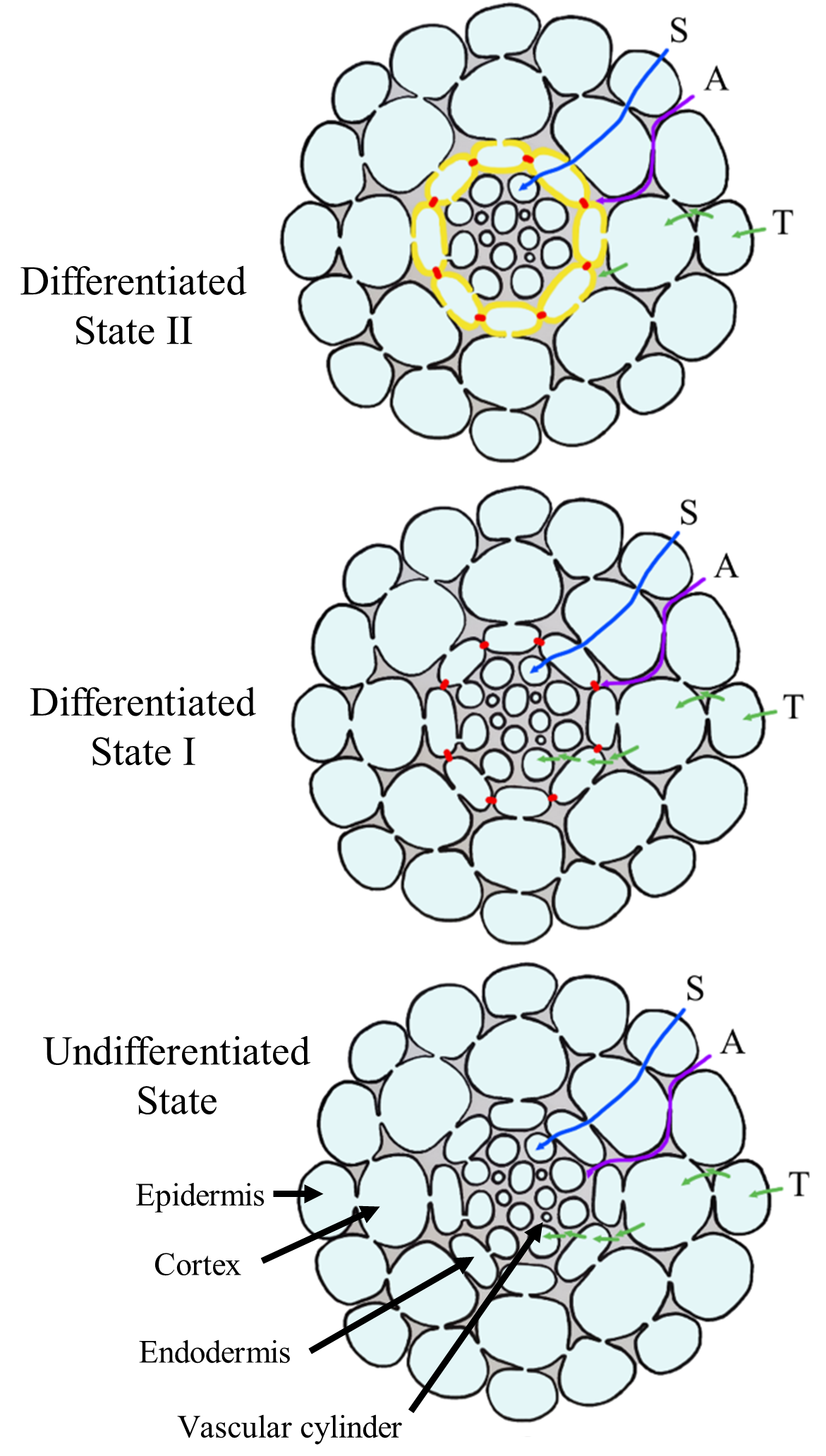 Differentiation of endodermal barriers.png