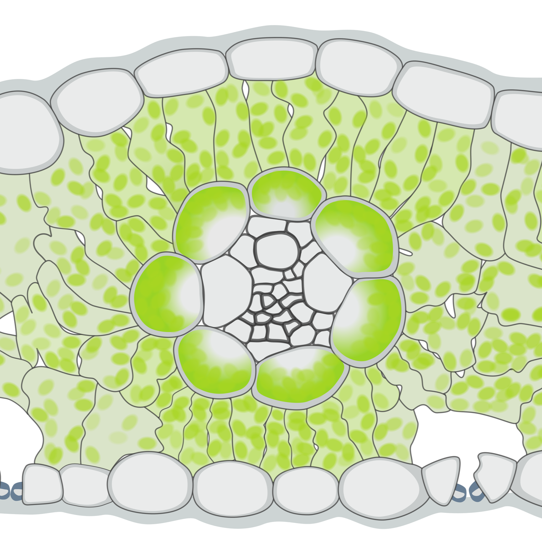 Scientific Illustrations