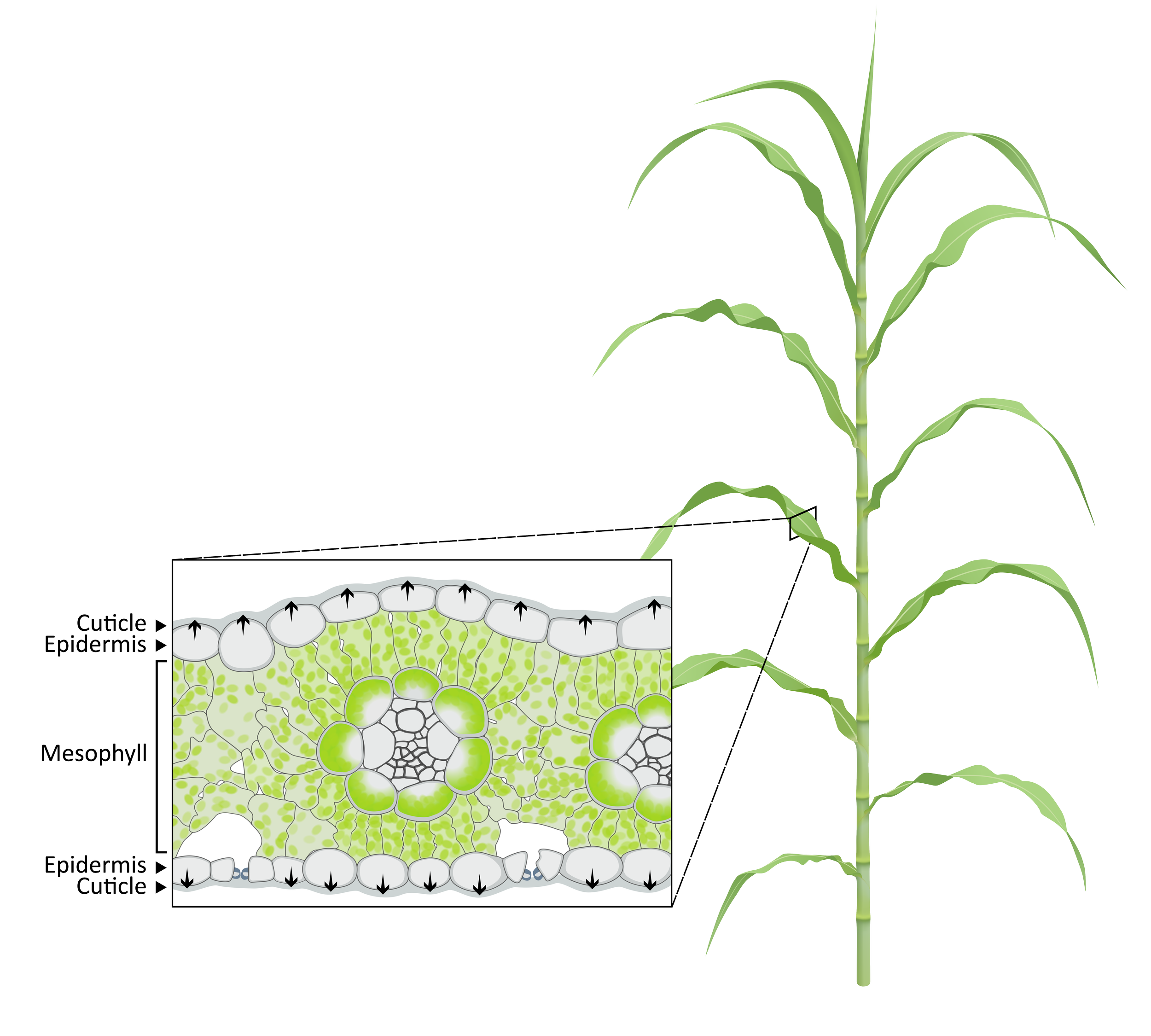 Cross section of sorghum leaf (PhD project)