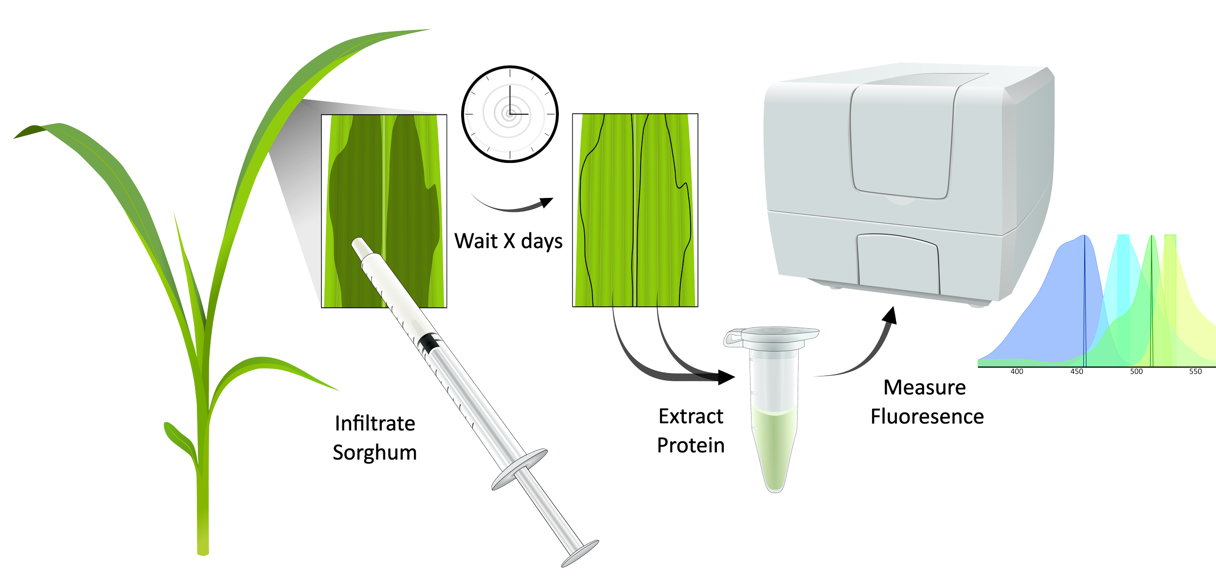 Expression of fluorescent proteins for optimization of sorghum leaf transient expression (PhD project)