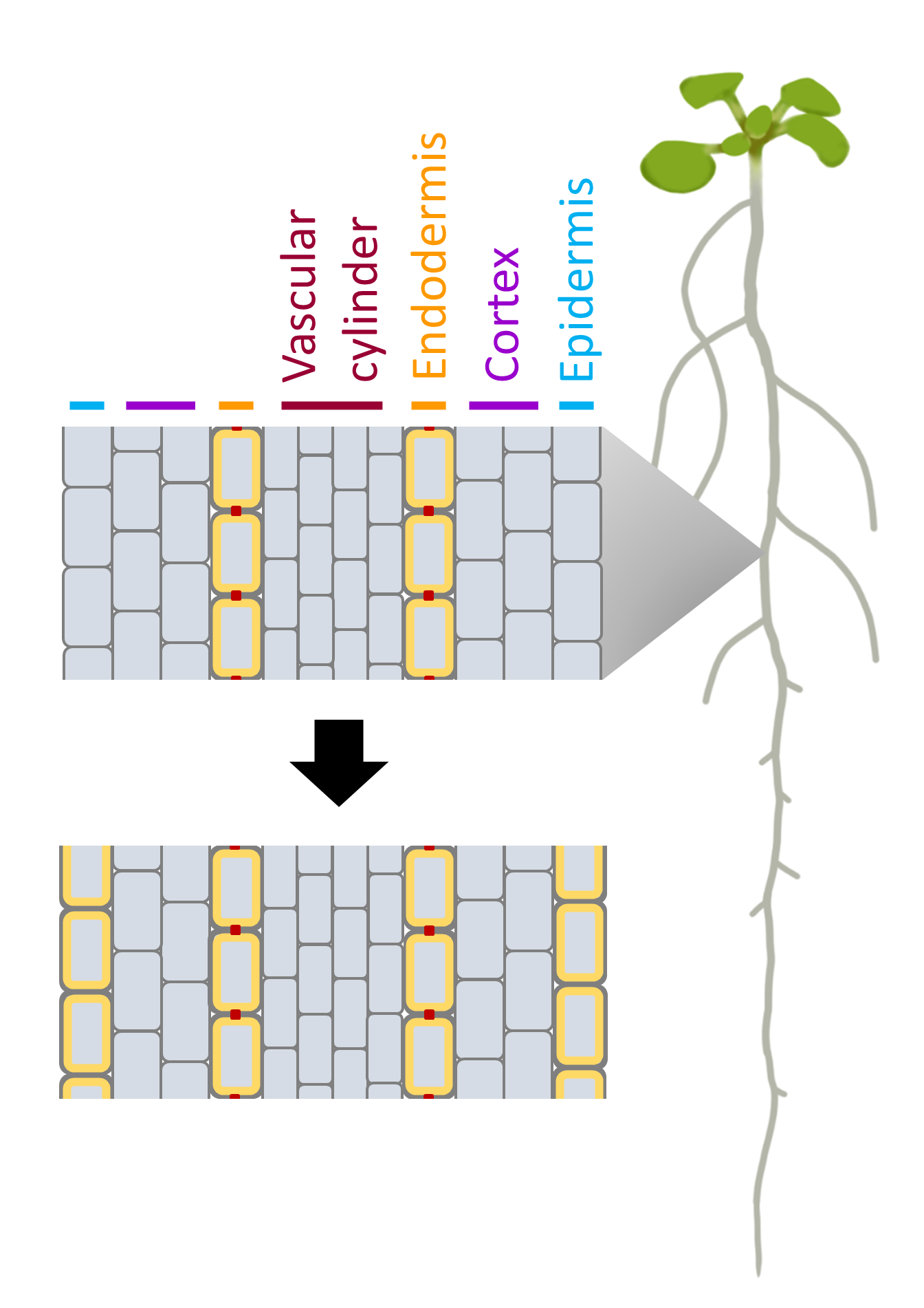 Epidermal barrier.png