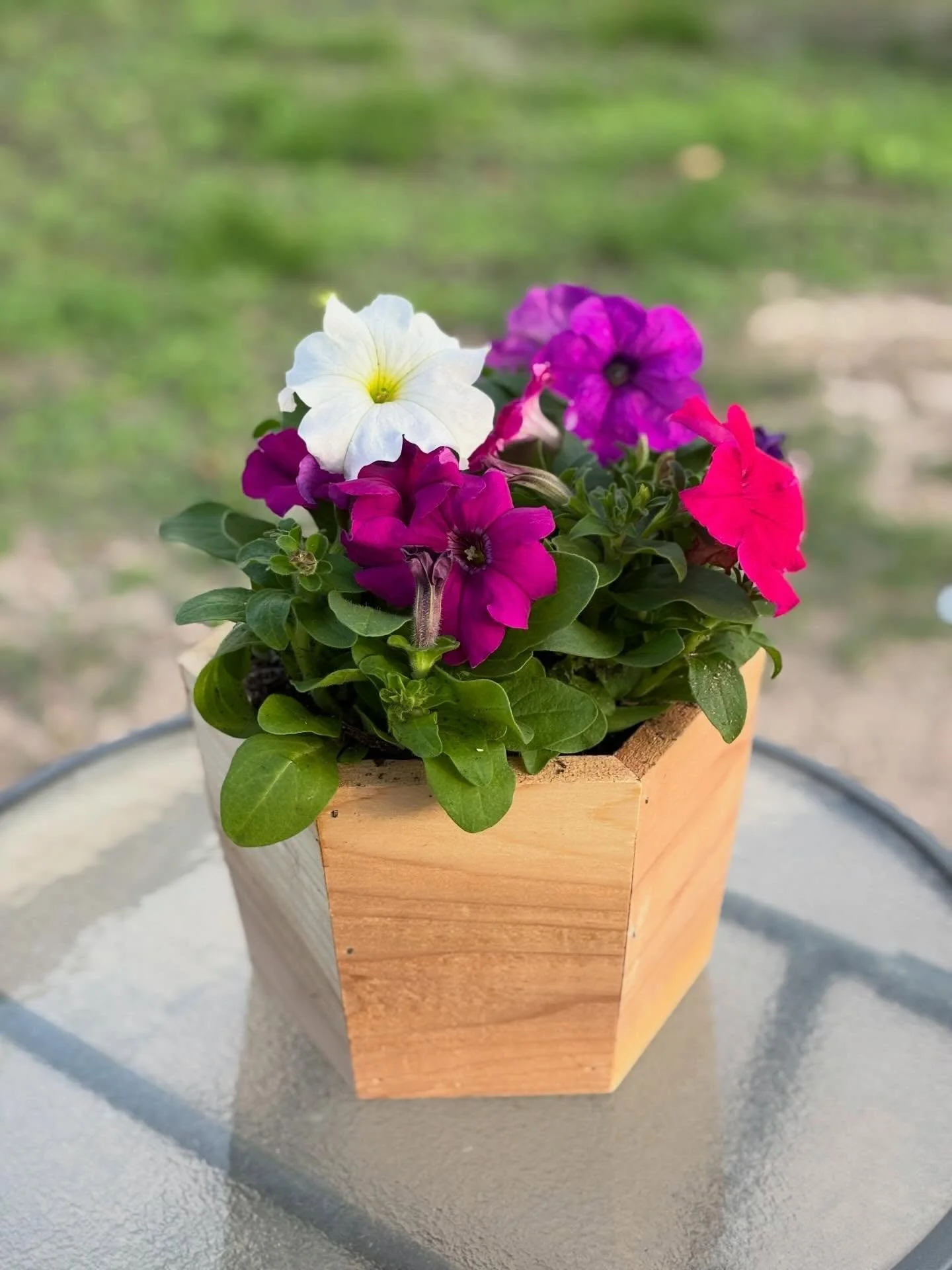 🌿 Handmade Cedar Hexagon Planters for Sale 🌸

Add a little warmth and greenery to your space with these handmade cedar hexagon planters.

Each planter is made out of cedar, a naturally rot-resistant wood, making it a great choice for plants and out