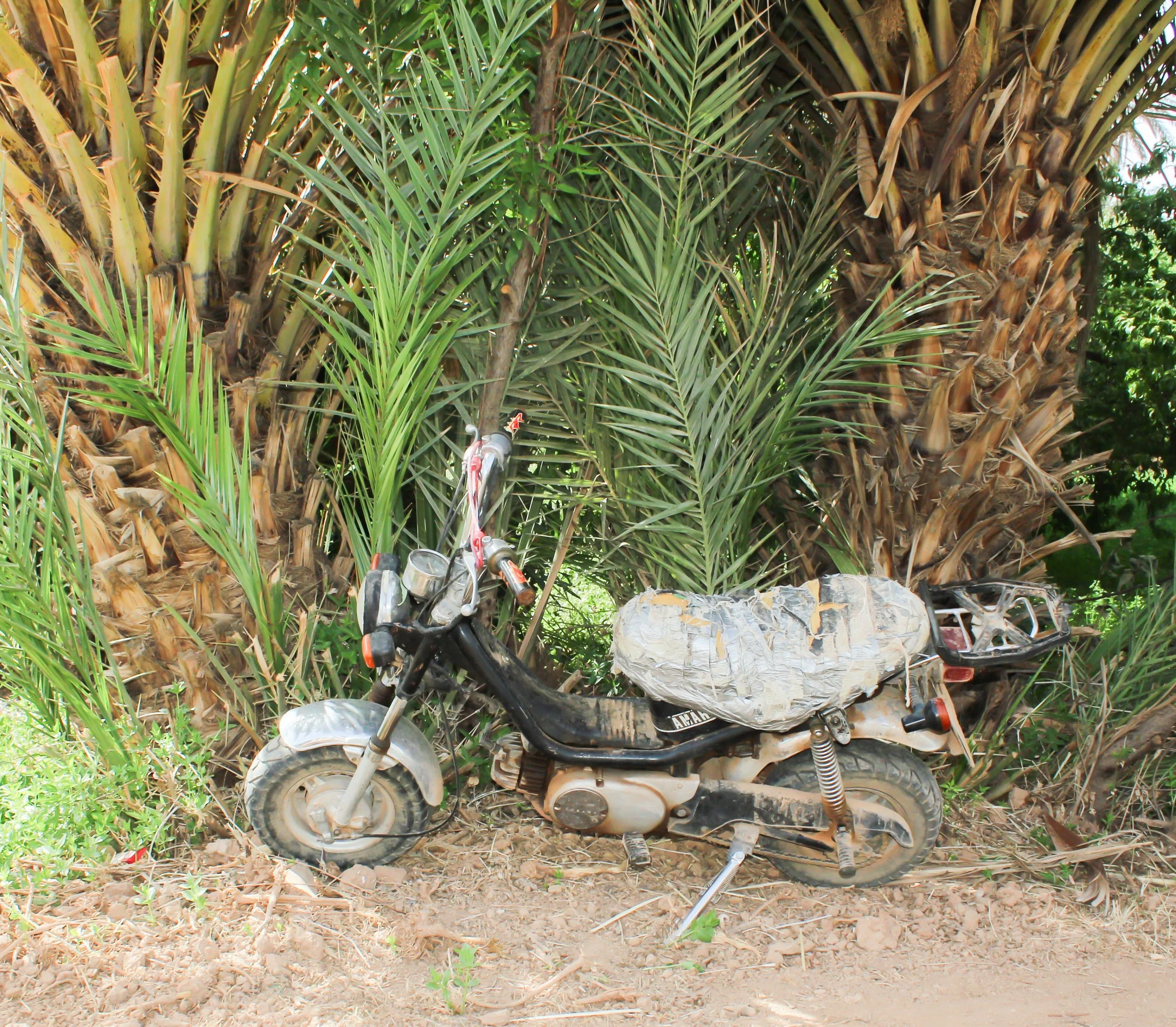 An old, dusty motorcycle with a covered seat, parked next to green palm trees in a natural outdoor setting.