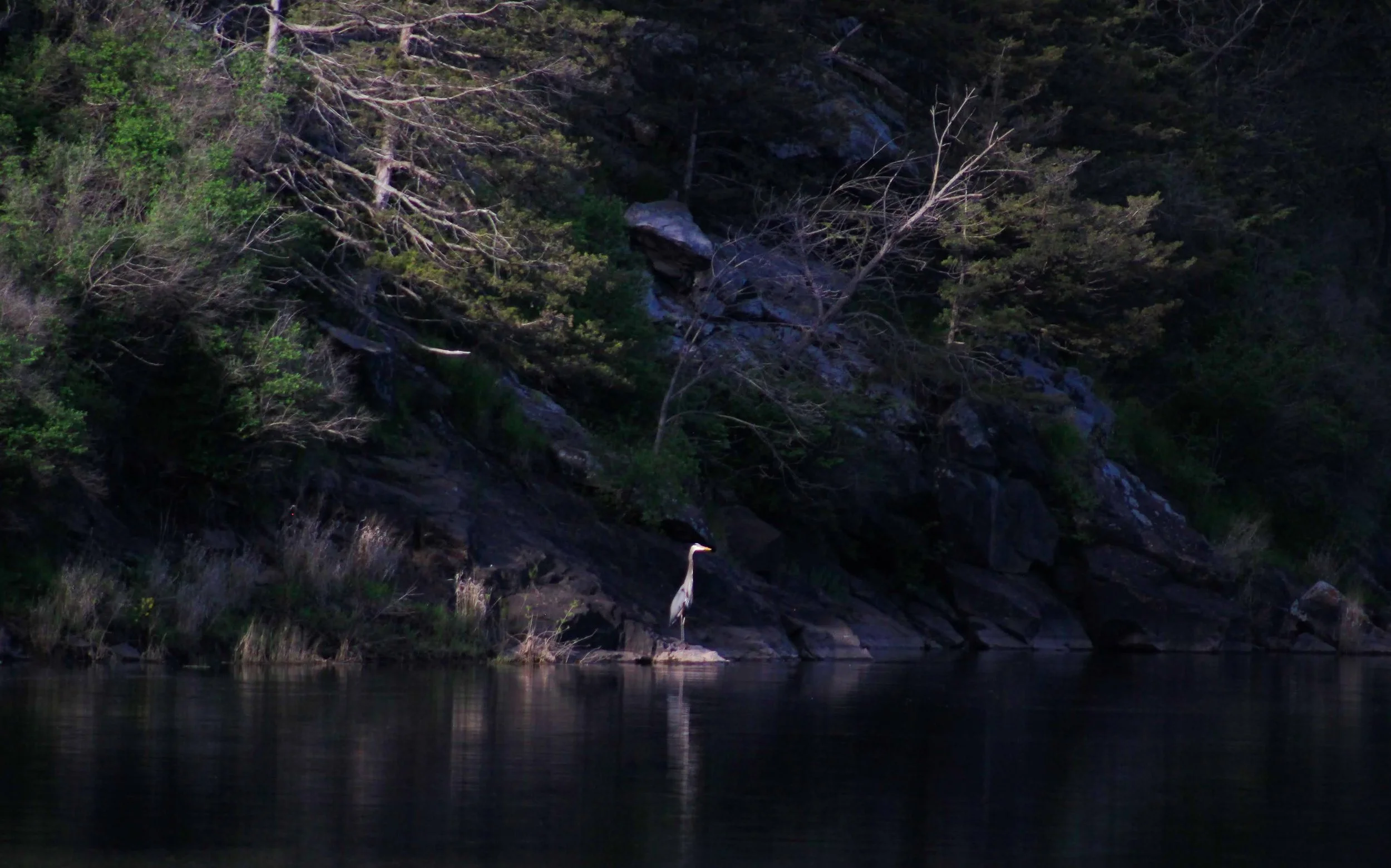 A heron standing on a rock by a body of water, with a hillside of trees in the background.
