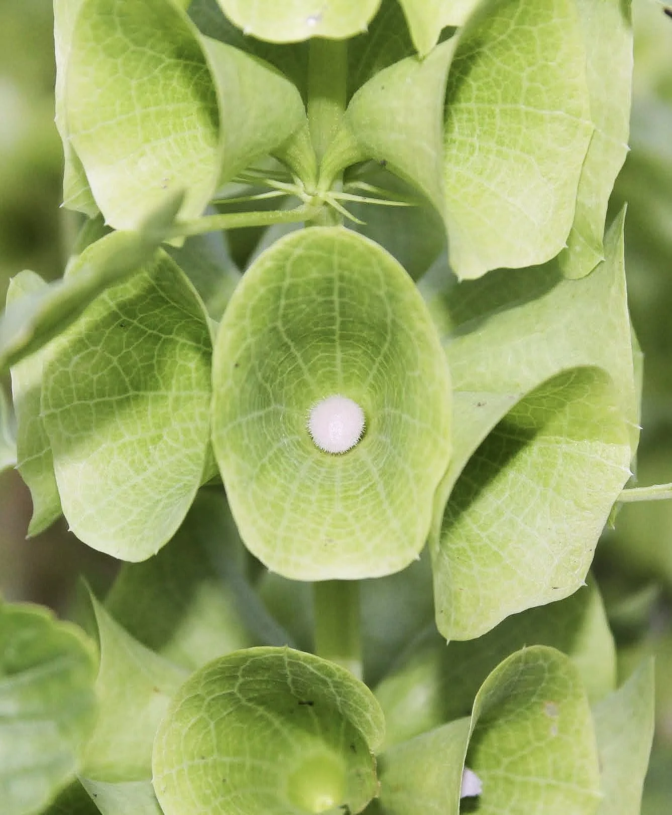 Close-up of a green seed pod with a white round structure in the center, surrounded by green leaves.