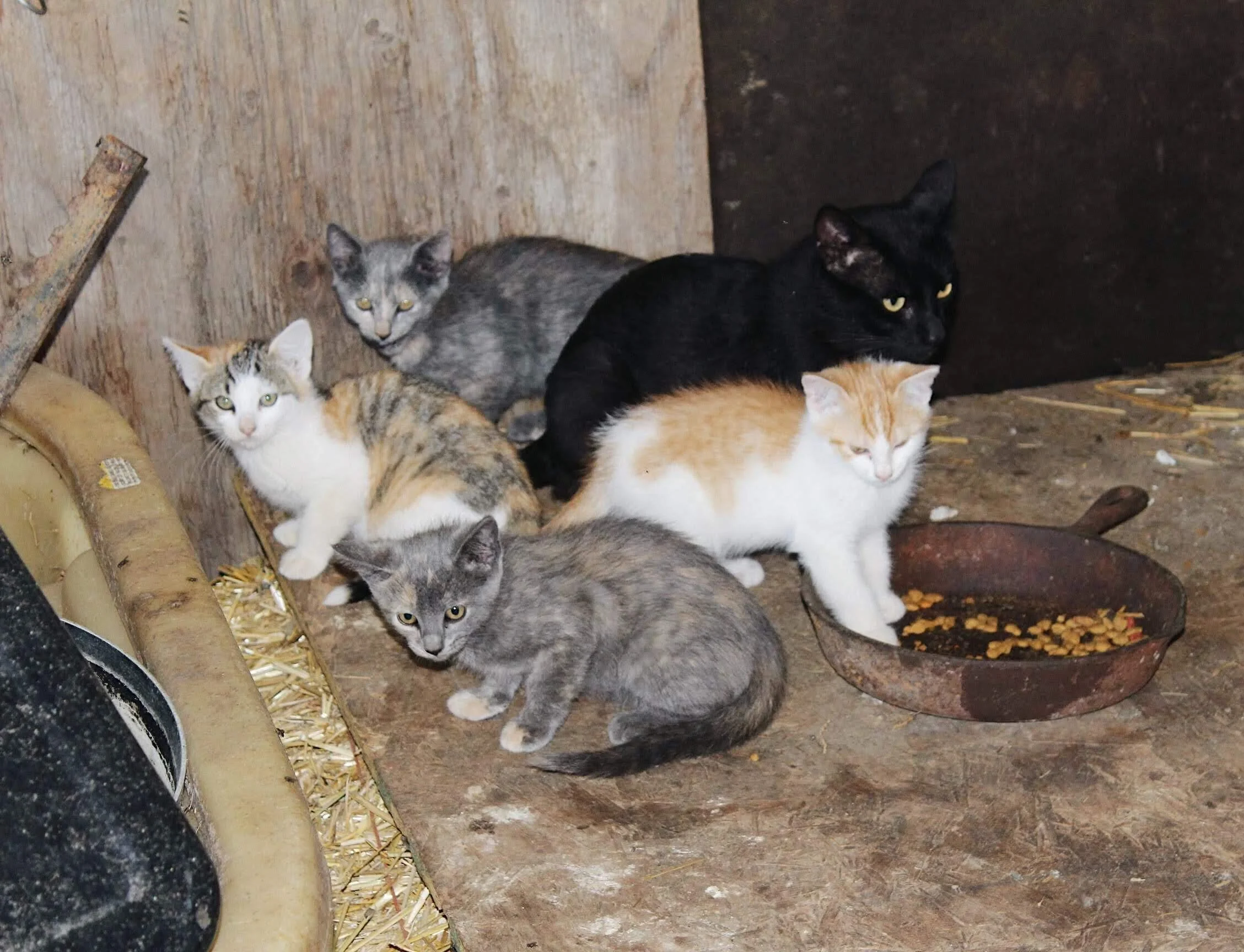 Five cats of various colors and patterns sit on a wooden floor near a food dish and a feeding container in a rustic setting.