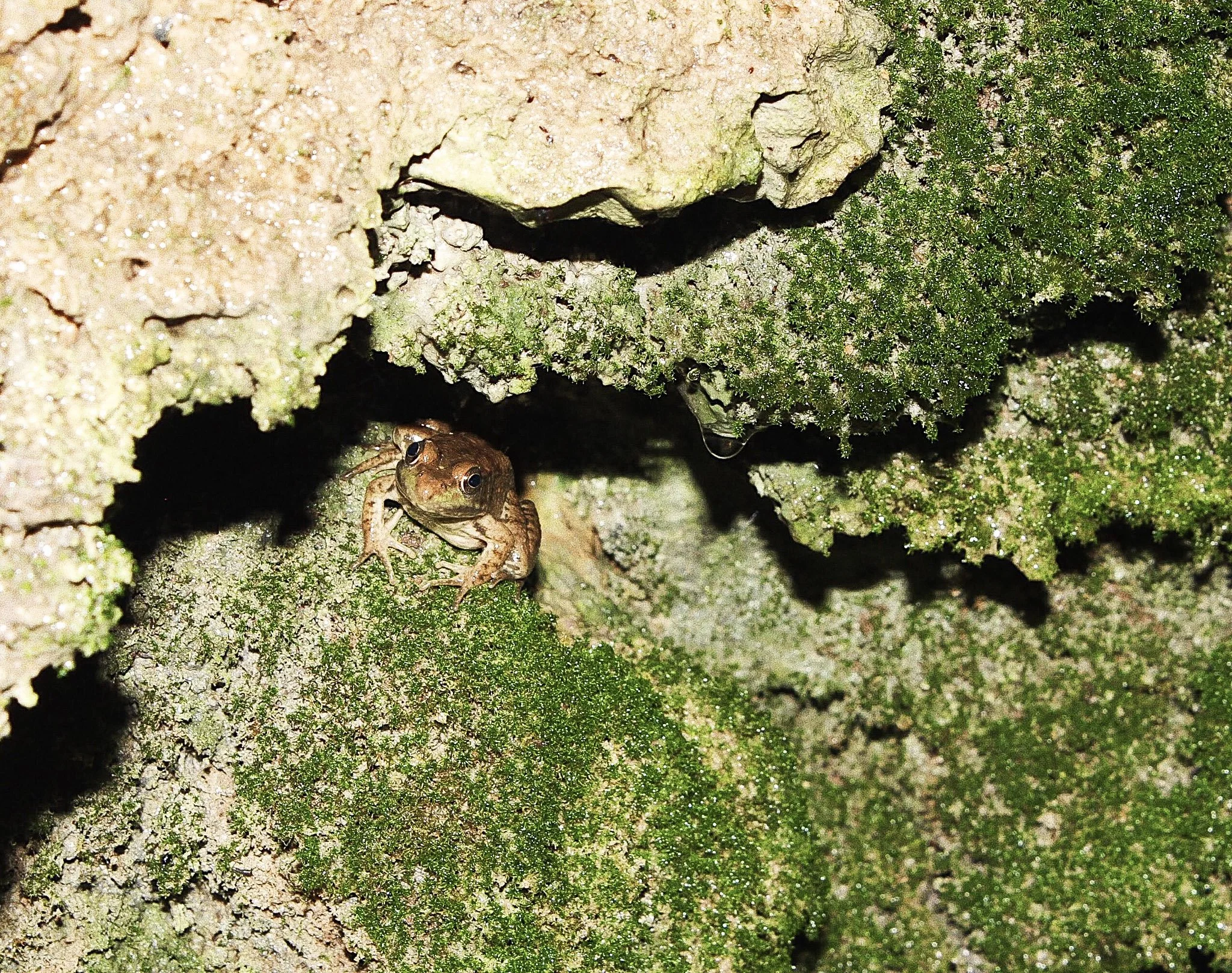 A small frog sitting on a moss-covered rock in a crevice for camouflage.