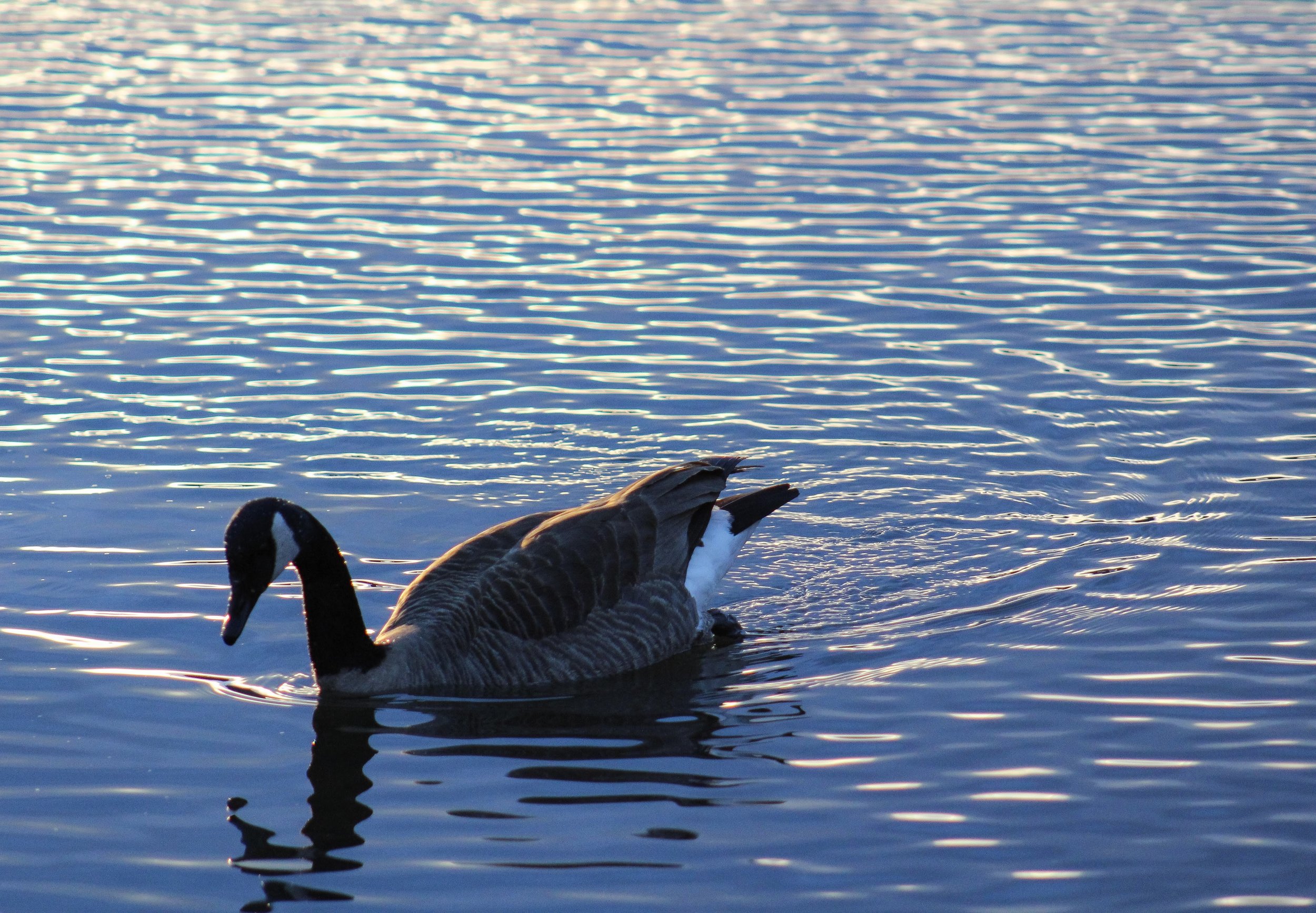 A Canada goose swimming on a body of water during sunset or sunrise, with gentle ripples and reflections on the surface.